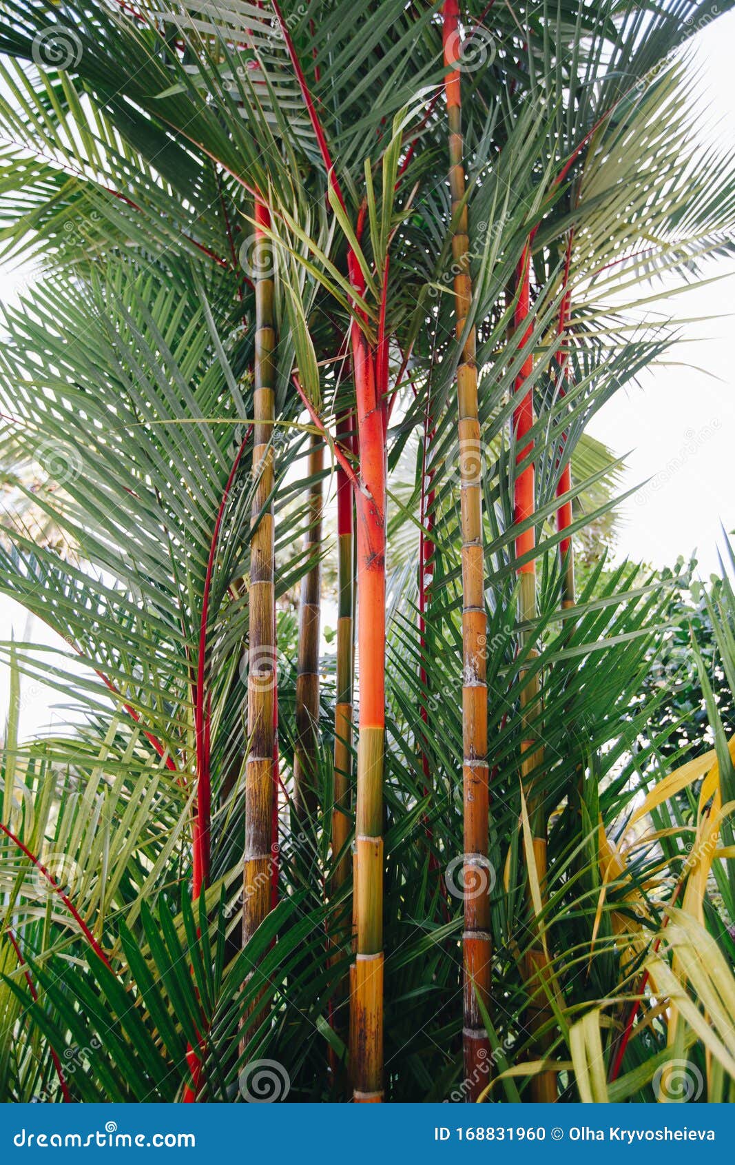 lipstick palm cyrtostachys renda beautiful bushy palm tree with a red trunk and green leaves