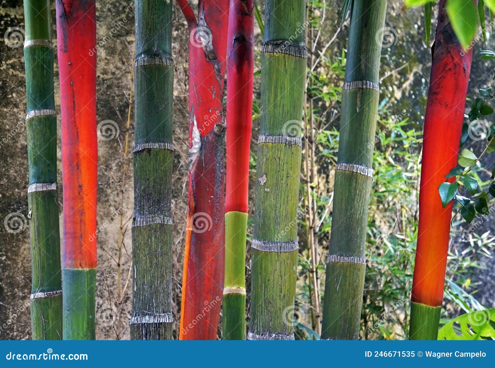 lipstick palm trunks, cyrtostachys renda, on tropical garden, rio