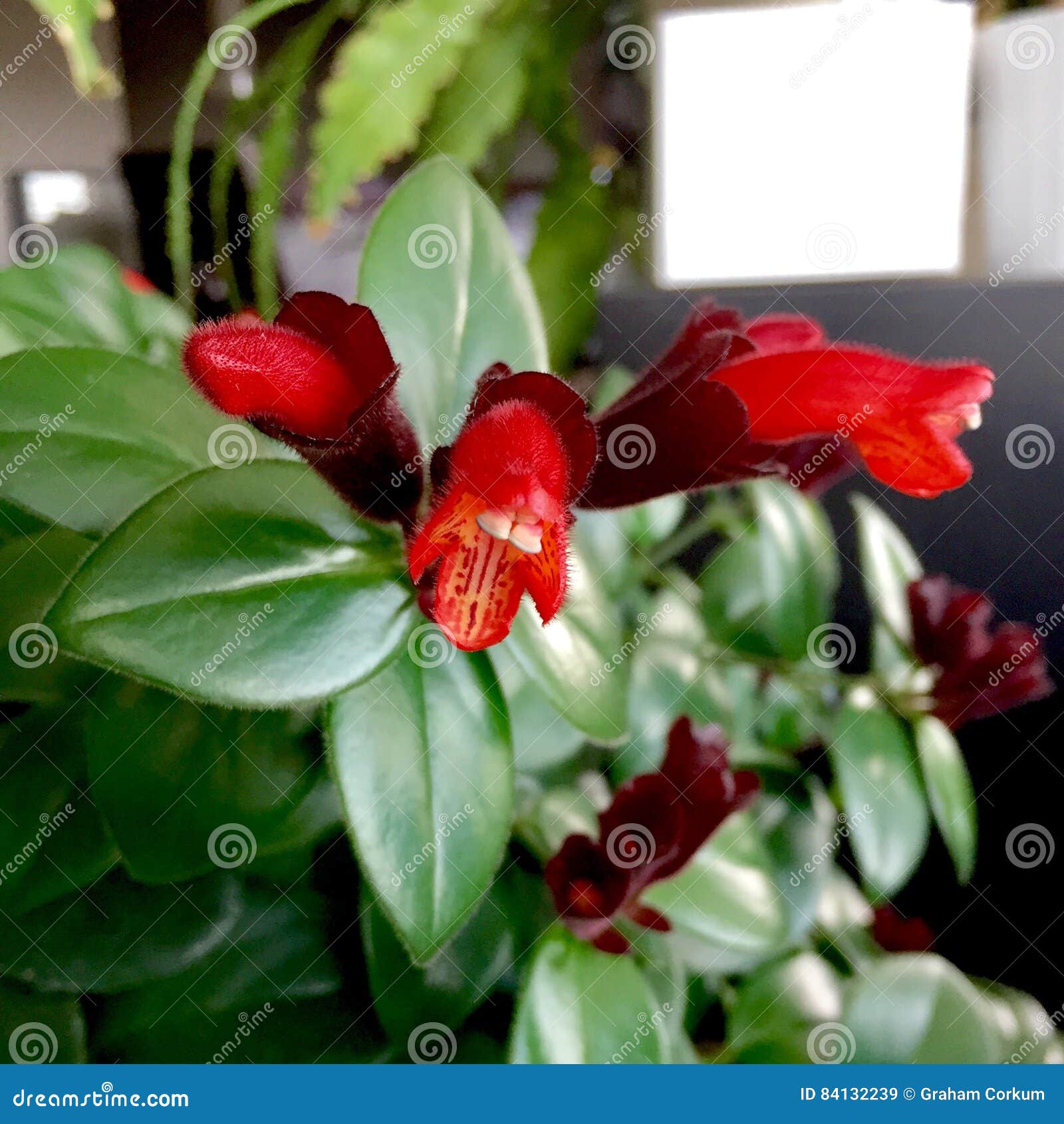 Lipstick plant blooms. stock image. Image of blooms, natureloverdad