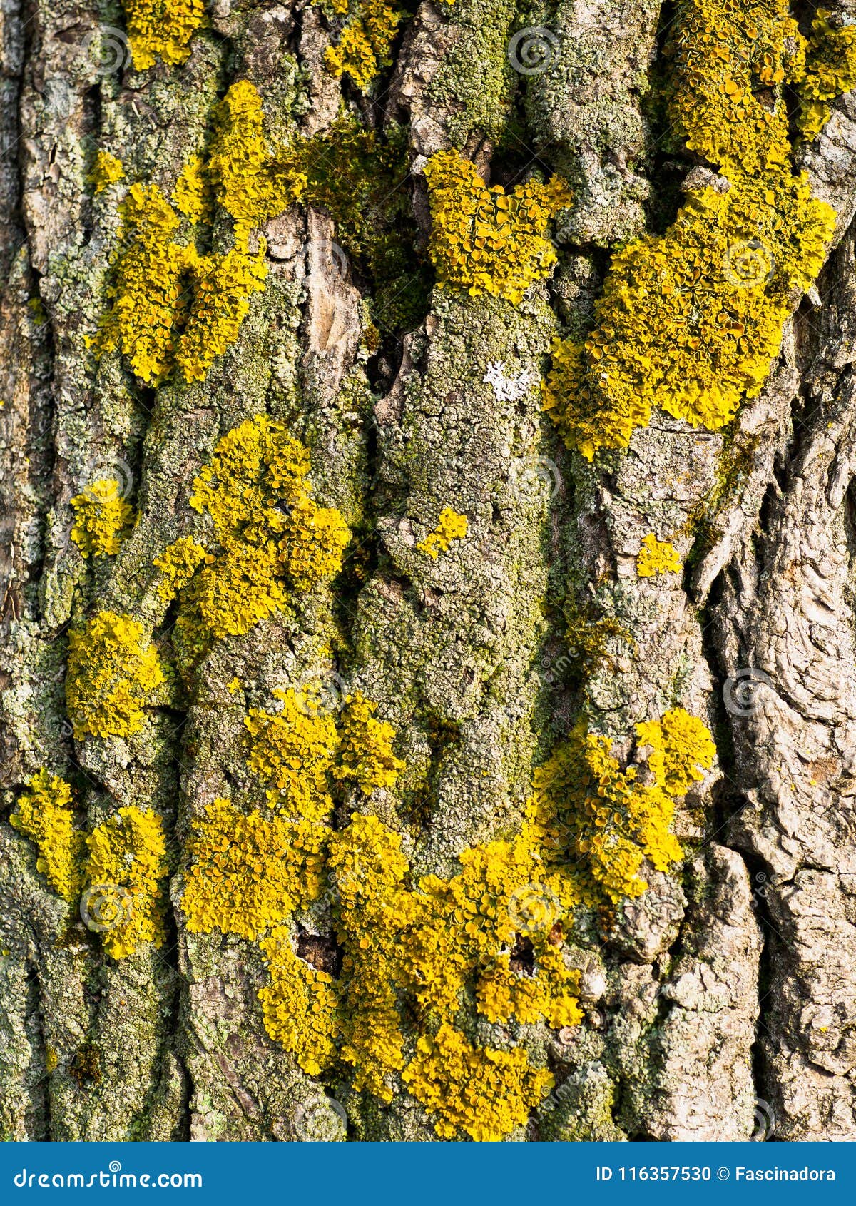 Details 48 liquen amarillo en árboles