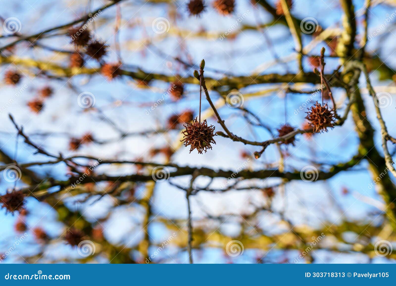liquidambar styraciflua (american storax) tree branch with hanging spiky seeds in wintertime