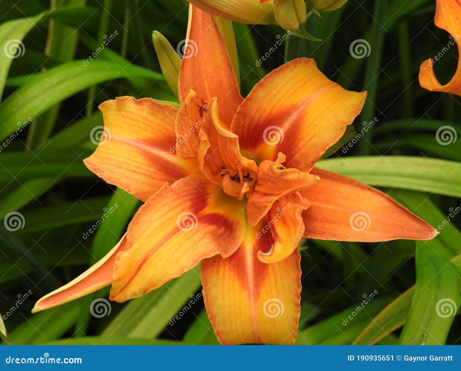 Lirio anaranjado imagen de archivo. Imagen de flor, lirio - 190935651