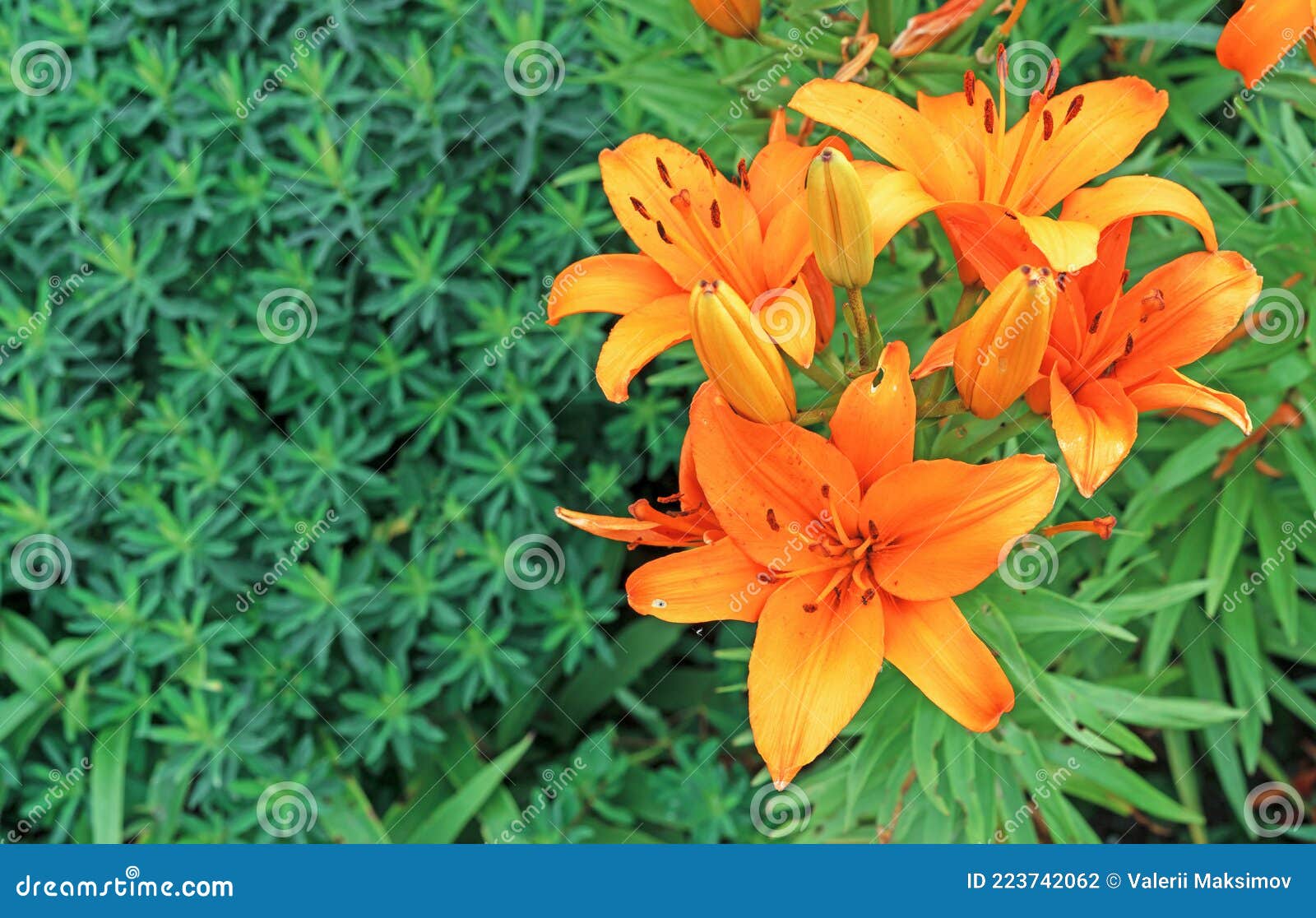 Lirio Anaranjado Floreciente O Lirio Estelar Oriental Con Un Fondo Verde  Follaje Foto de archivo - Imagen de flor, crece: 223742062