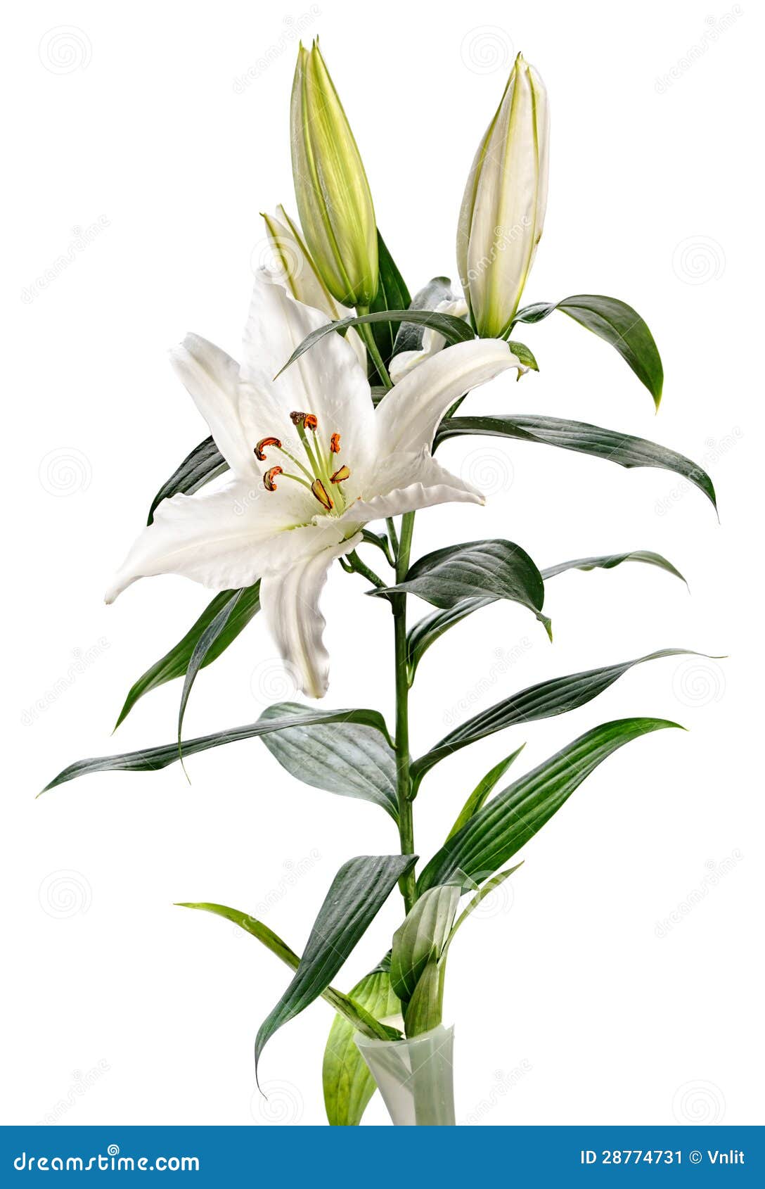 Lirio Casablanca imagen de archivo. Imagen de flora, flor - 28774731