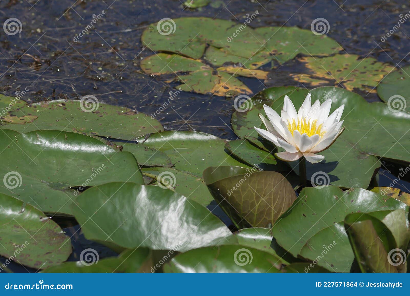 Lirio De Agua Blanca En Flor Foto de archivo - Imagen de ornamental,  planta: 227571864