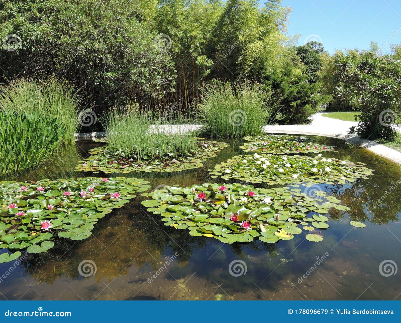 Lirio De Agua Roja Es Una Hermosa Planta Flotante Nativa De India. Se  Cultiva Ampliamente En Otros Países. Las Flores Son Intensas Imagen de  archivo - Imagen de flor, exterior: 178096679