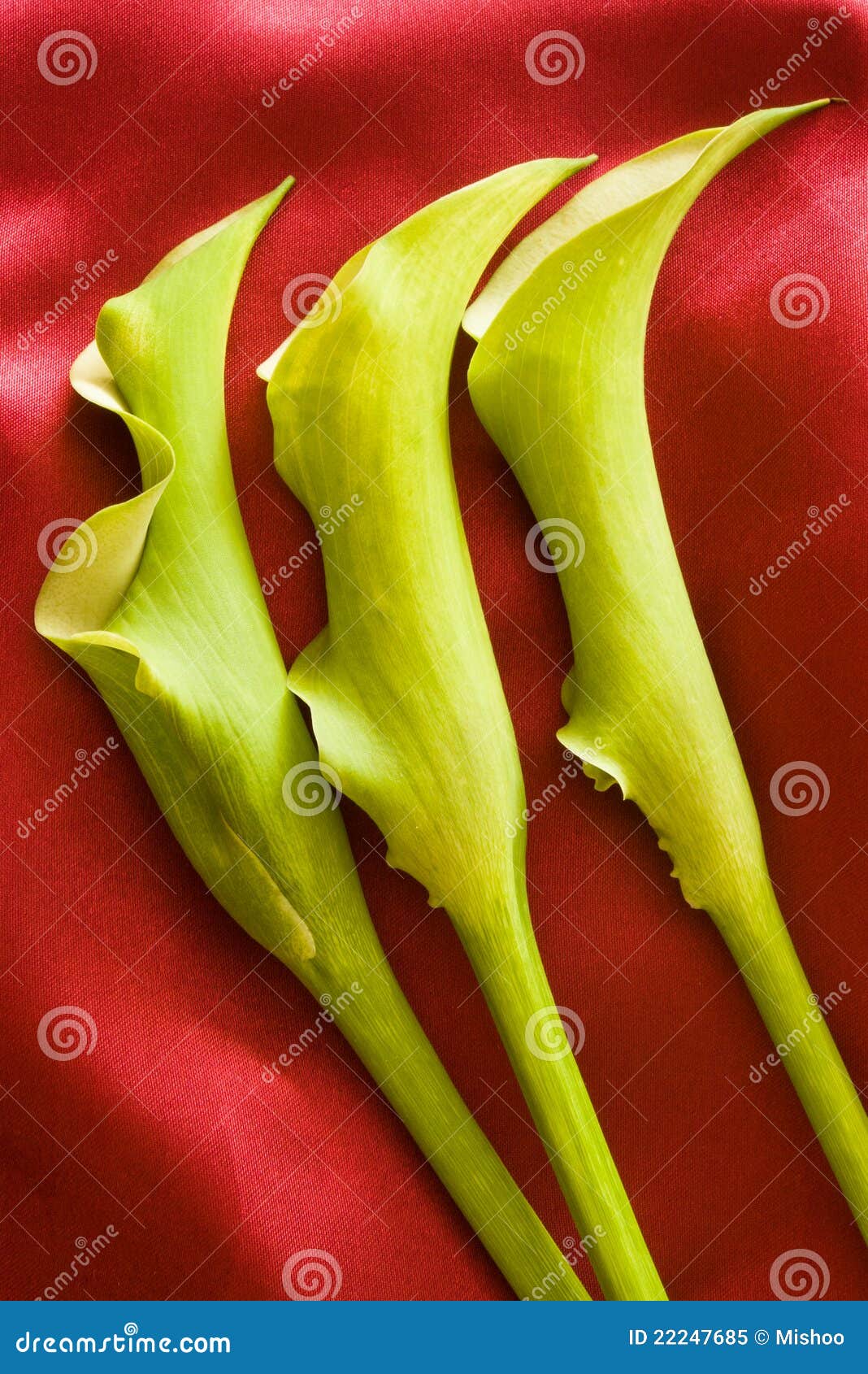 Lirio de cala verde tres imagen de archivo. Imagen de elegante - 22247685, image size:1068x1690