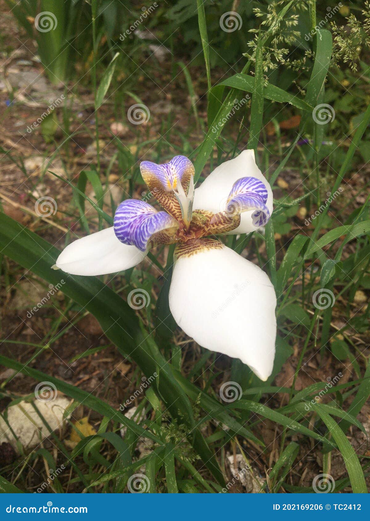 lirio de misiones neomarica candida