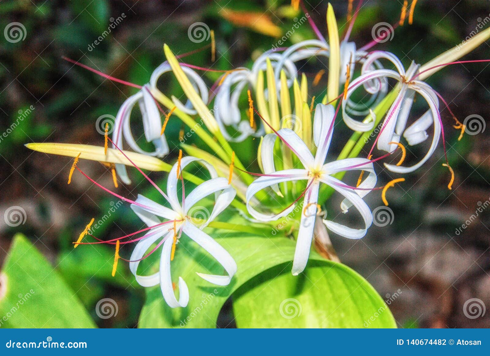 Lirio De Pantano De La Planta Tropical Foto de archivo - Imagen de lirio,  floral: 140674482