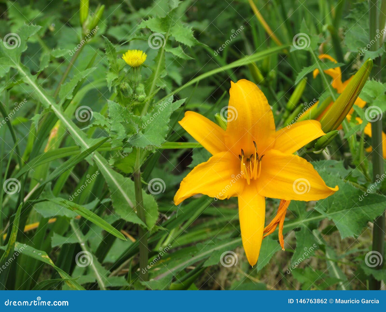 lirio grande amarillo junto a diente de leÃÂ³n