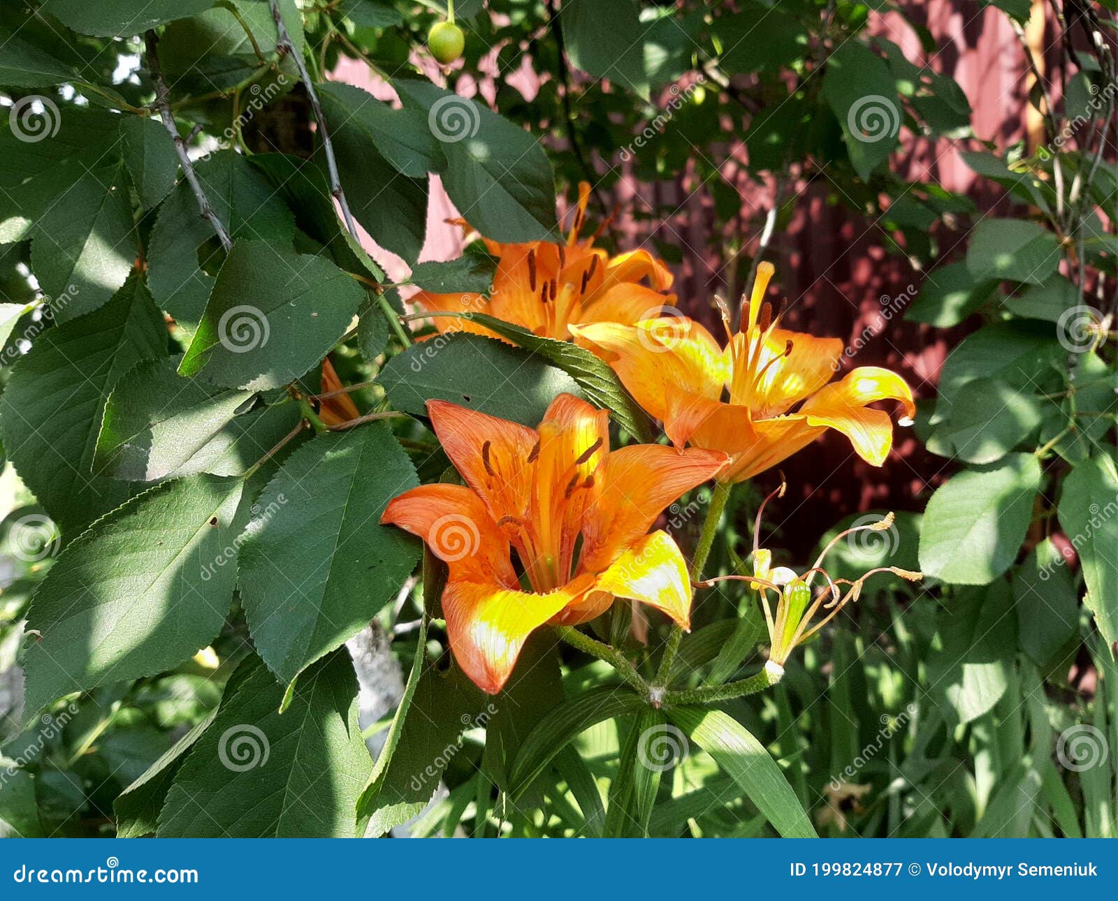 Lirio Tigre - Lilium Lancifolium Grupo De Naranja Imagen de archivo -  Imagen de lirio, color: 199824877