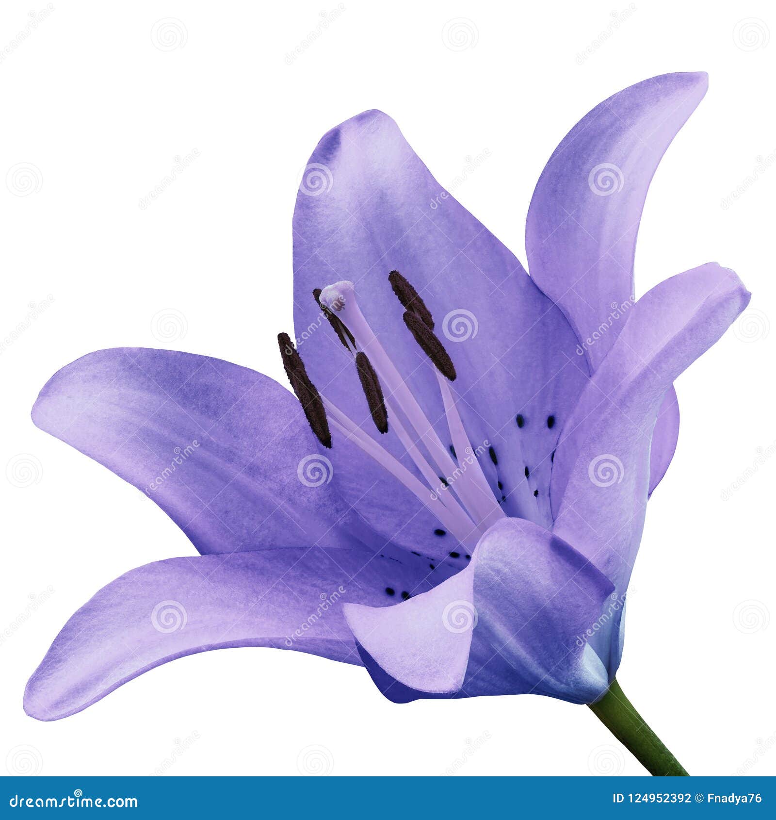 Álbum 200+ flor lirio violeta