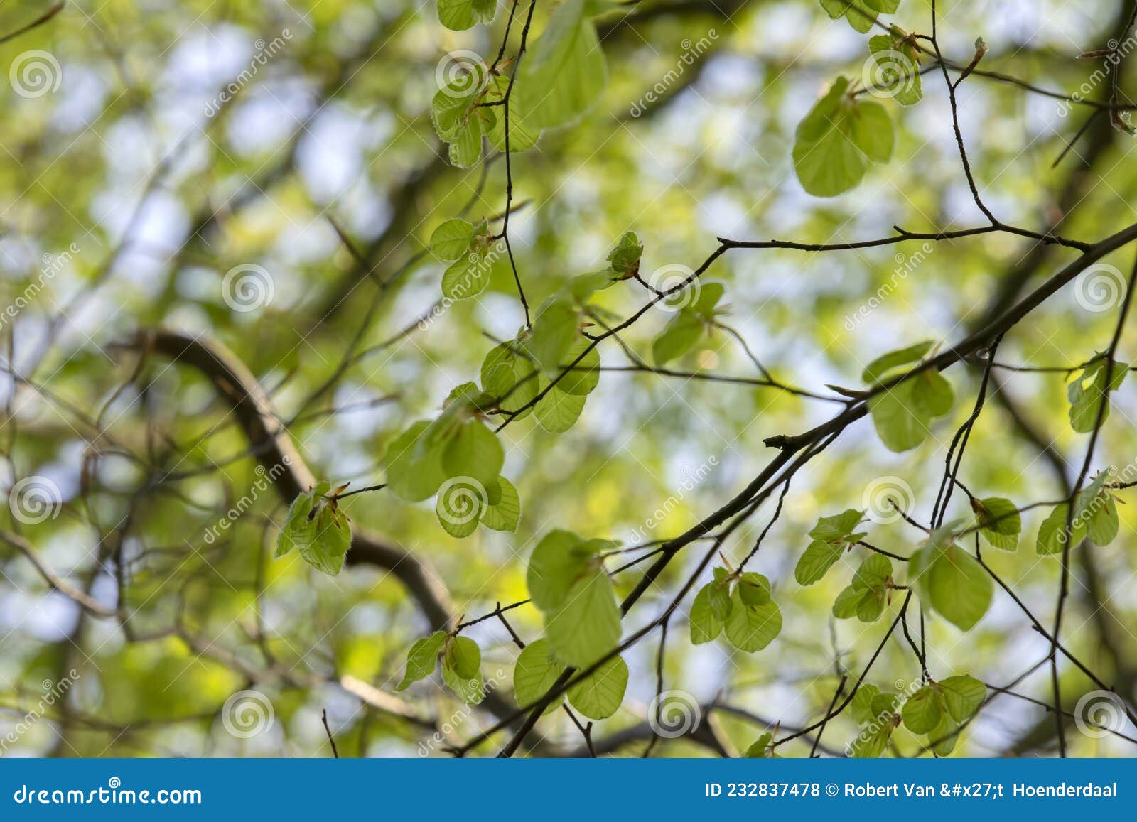 liriodendron tulipifera tree at amsterdam the netherlands 26-4-2020