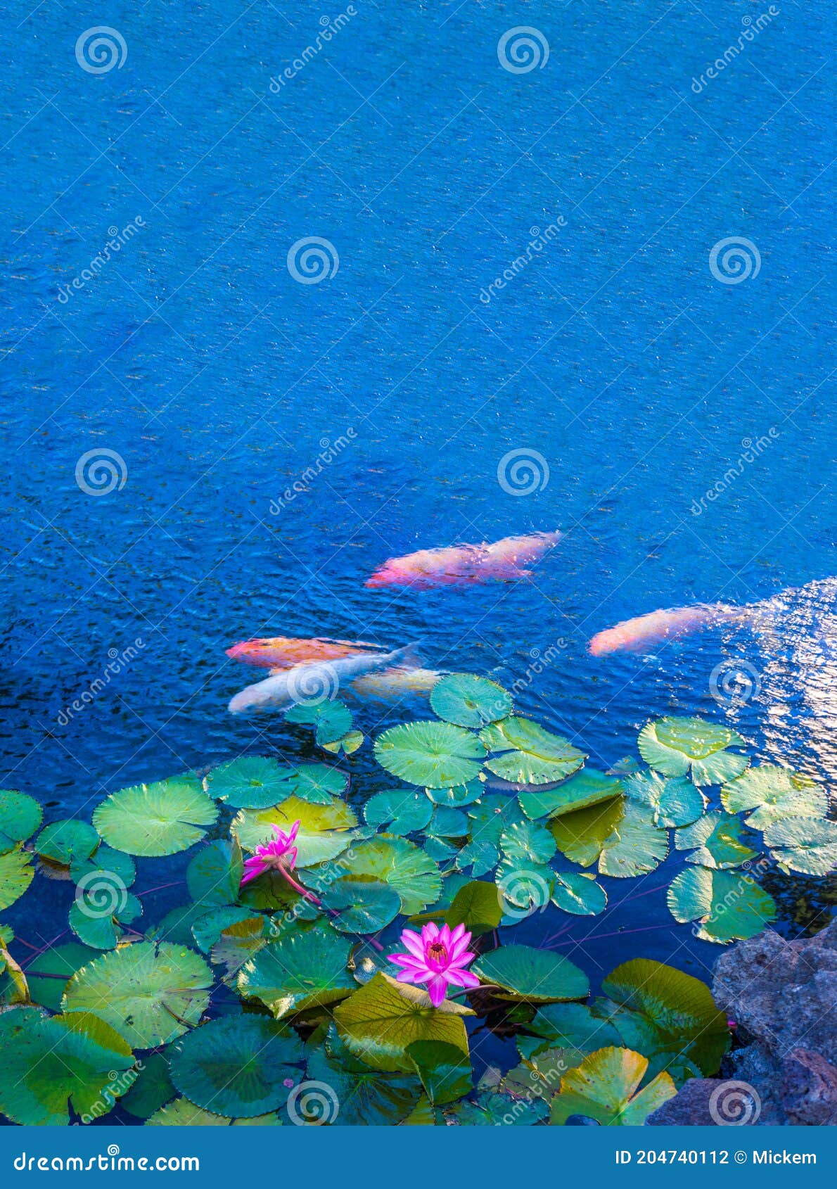 Lirios De Agua De Estanque Koi Con Espacio De Copia Foto de archivo -  Imagen de acuario, animal: 204740112