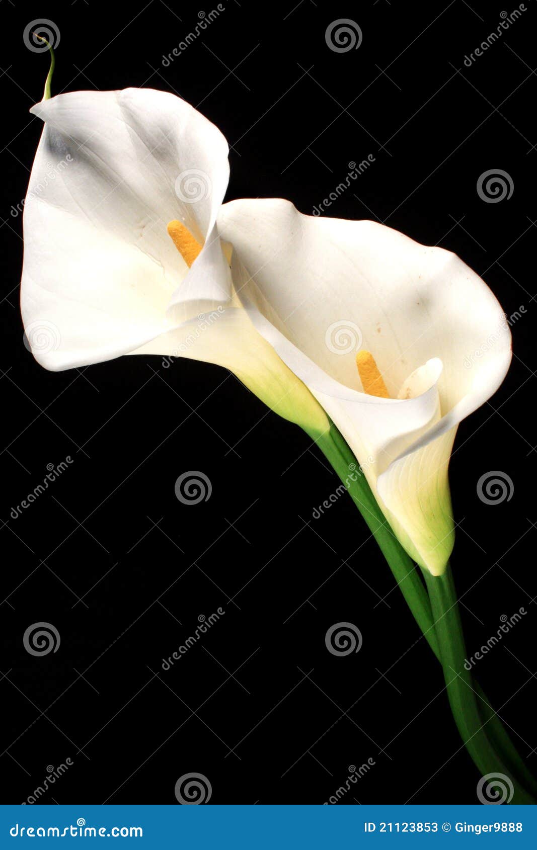 Lirios de cala imagen de archivo. Imagen de vástago, verde - 21123853