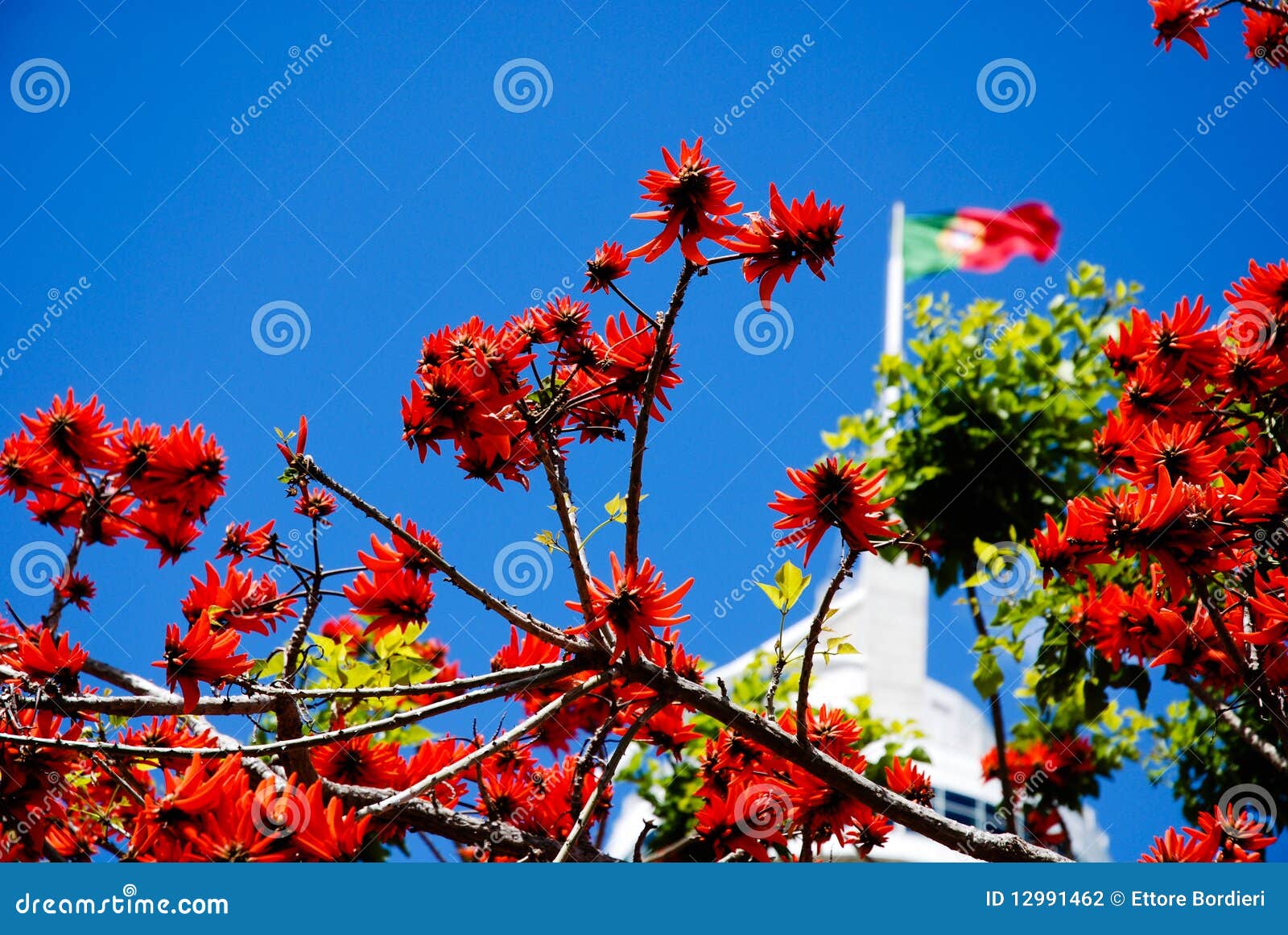 Lisbon s Flowers stock photo. Image of portugal, flag 12991462
