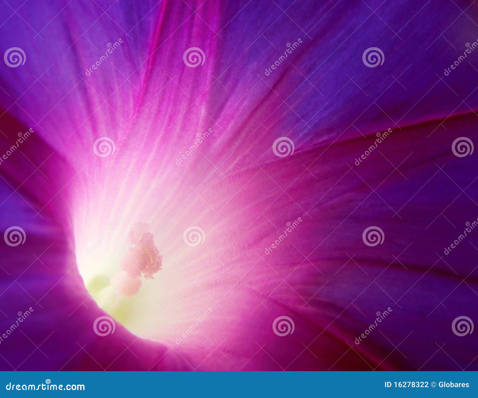 Liseron violet photo stock. Image du violette, fleur - 16278322