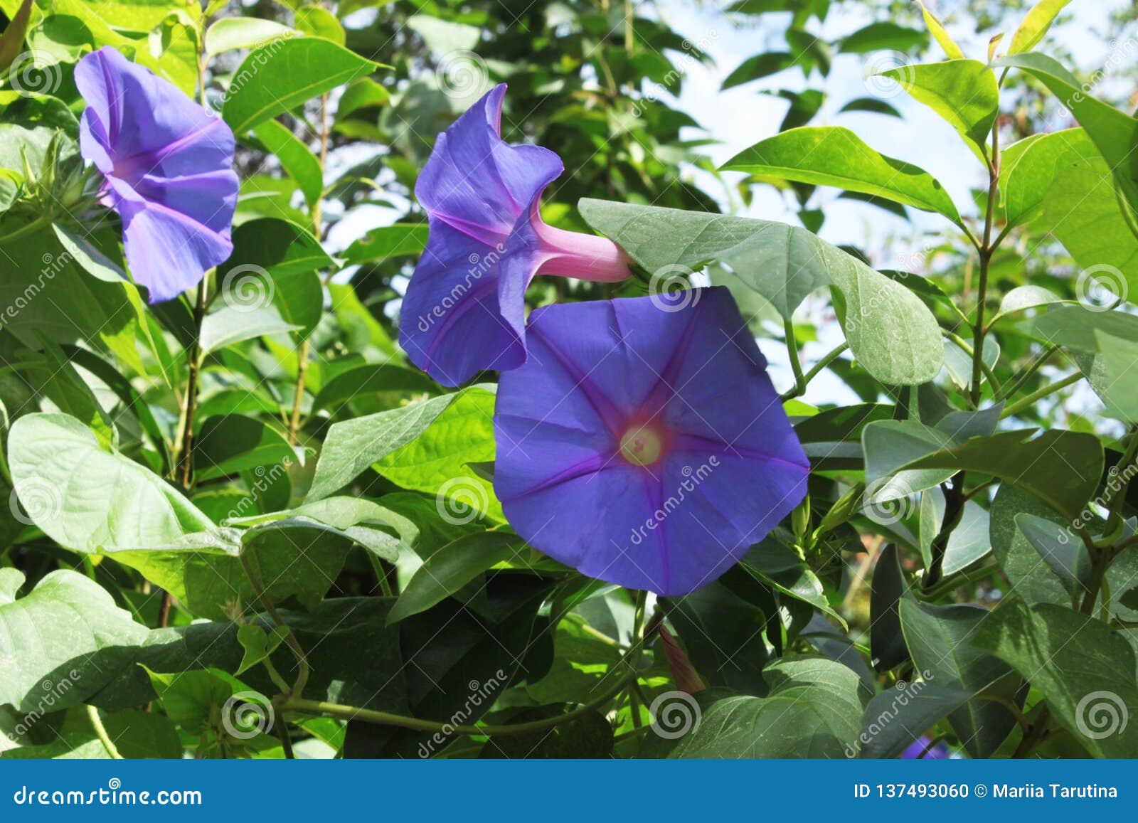 Liseron violet de fleurs photo stock. Image du beauté - 137493060