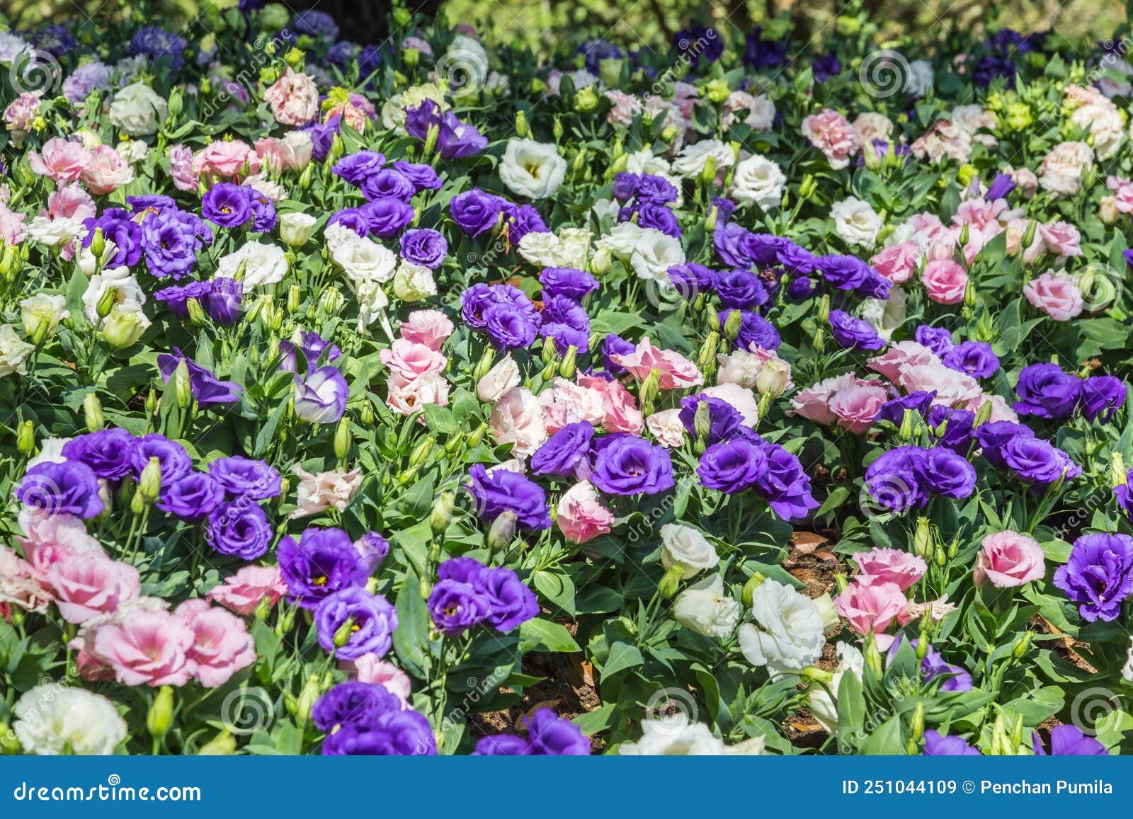 Lisianthus Flowers are Blooming in the Garden Stock Image Image of