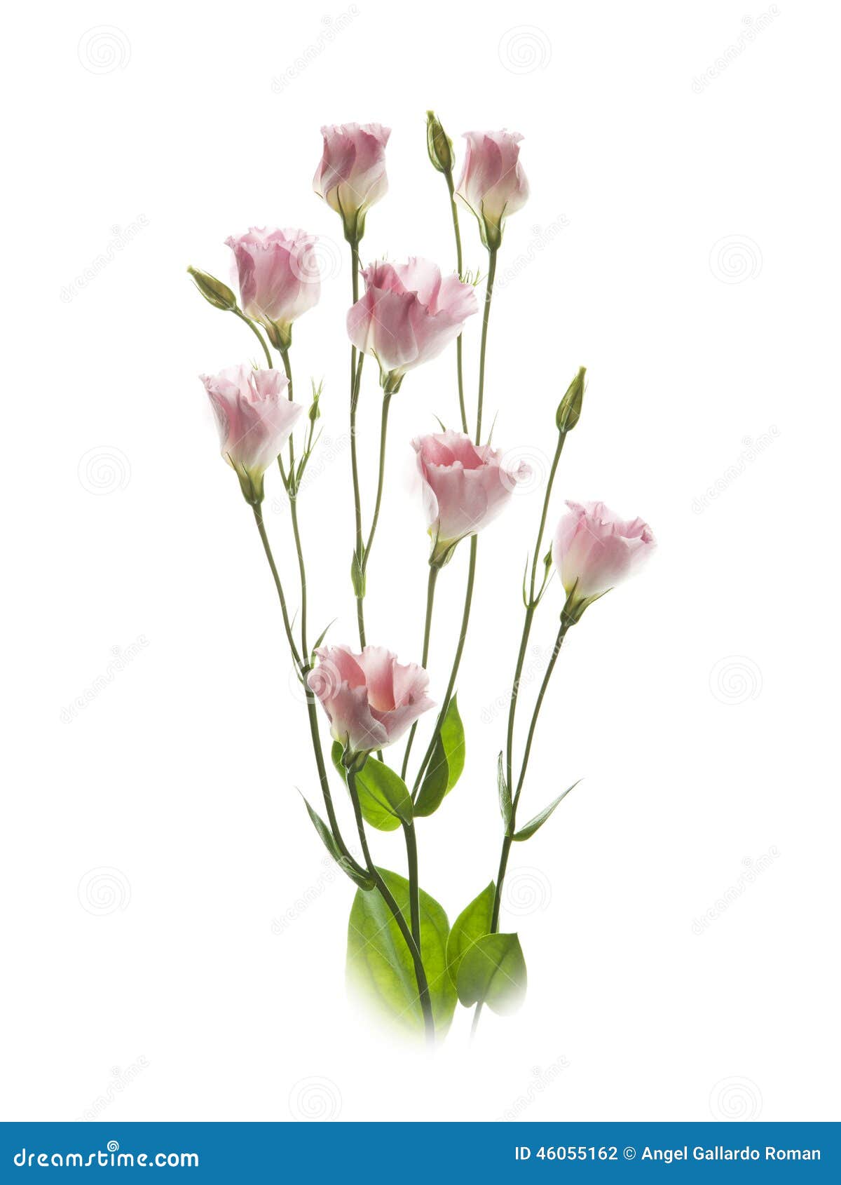 lisianthus  white background