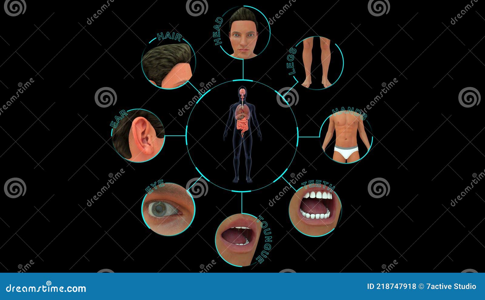 List of External Organs of the Body Stock Illustration Biology Diagrams