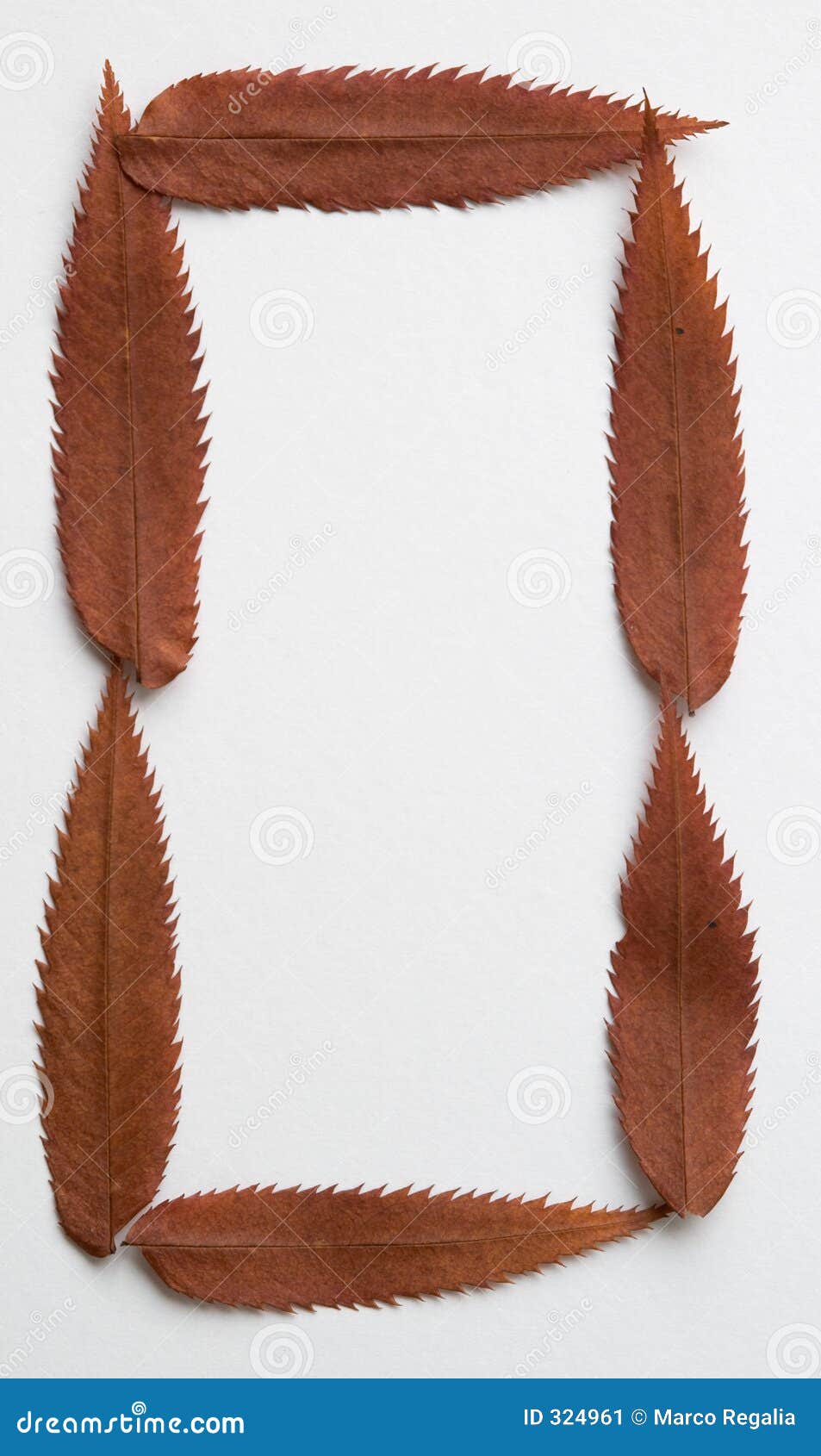 List o. Alfabet brązu liści jesienią tła suche list liczy o czerwony white