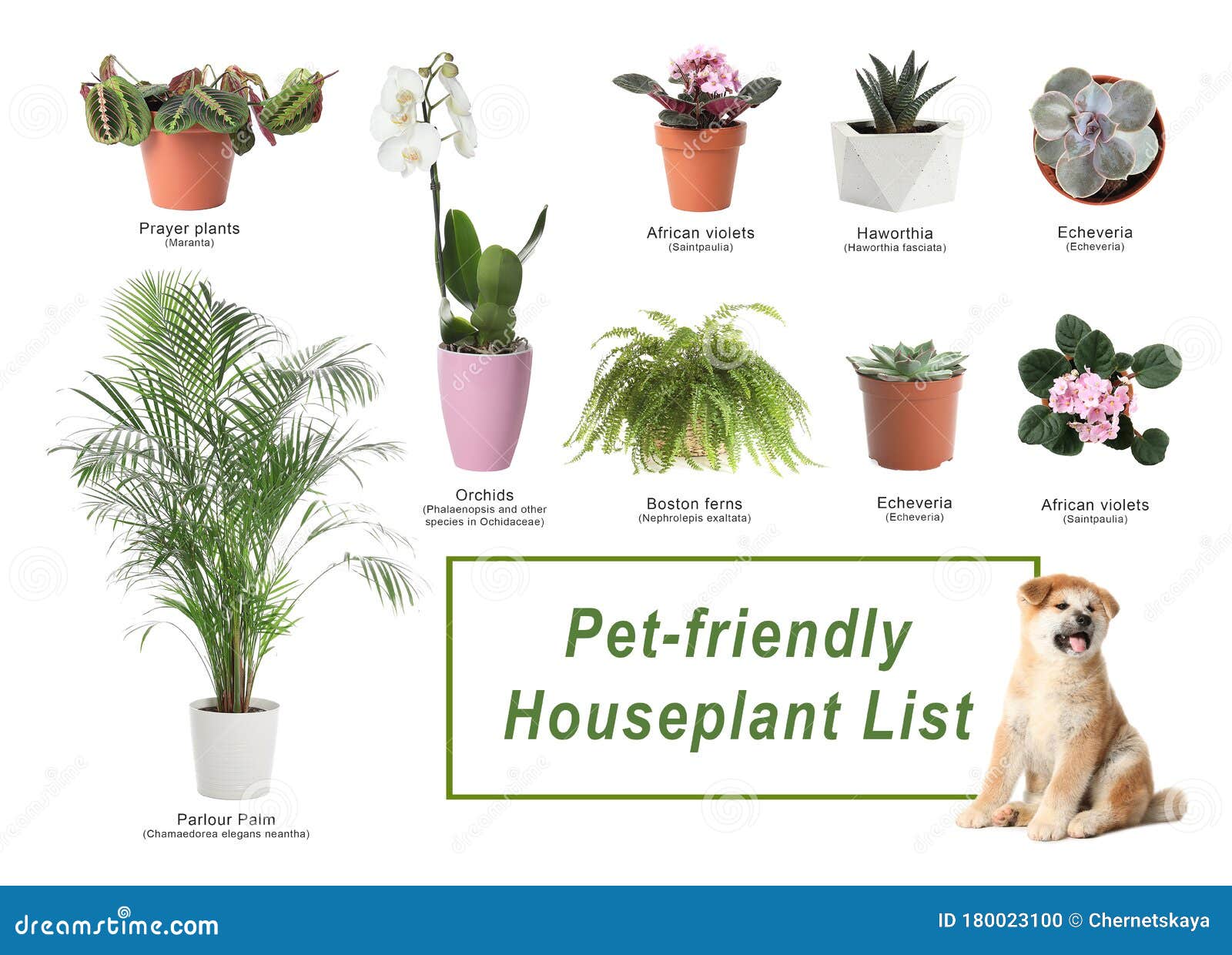 List of Petfriendly Houseplants on Background Stock Photo Image of