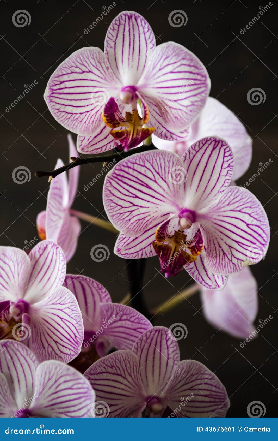 Listras Cor-de-rosa Na Orquídea Branca Imagem de Stock - Imagem de projeto,  flor: 43676661