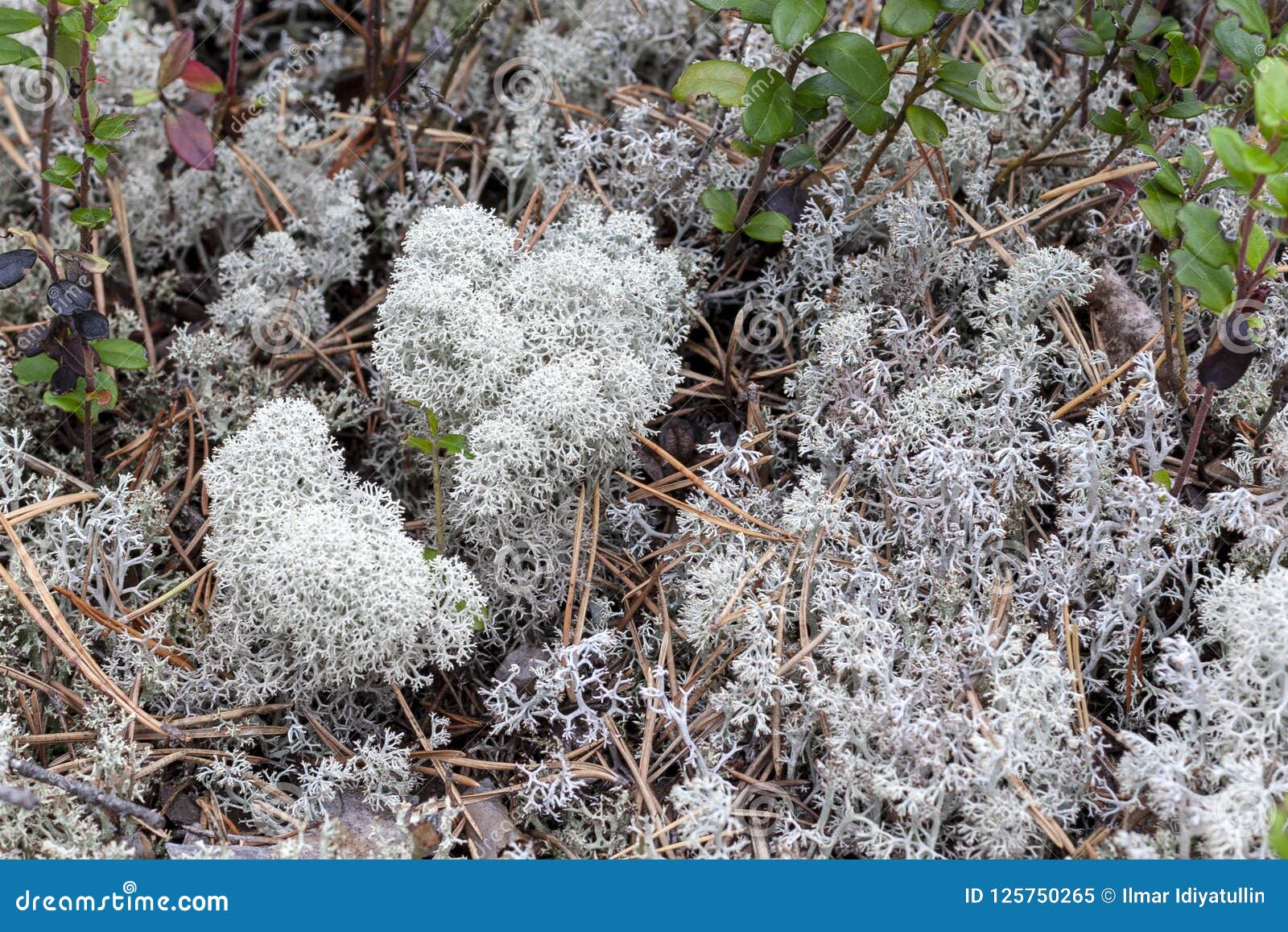 Liszaj - Cladonia rangiferina jako tło