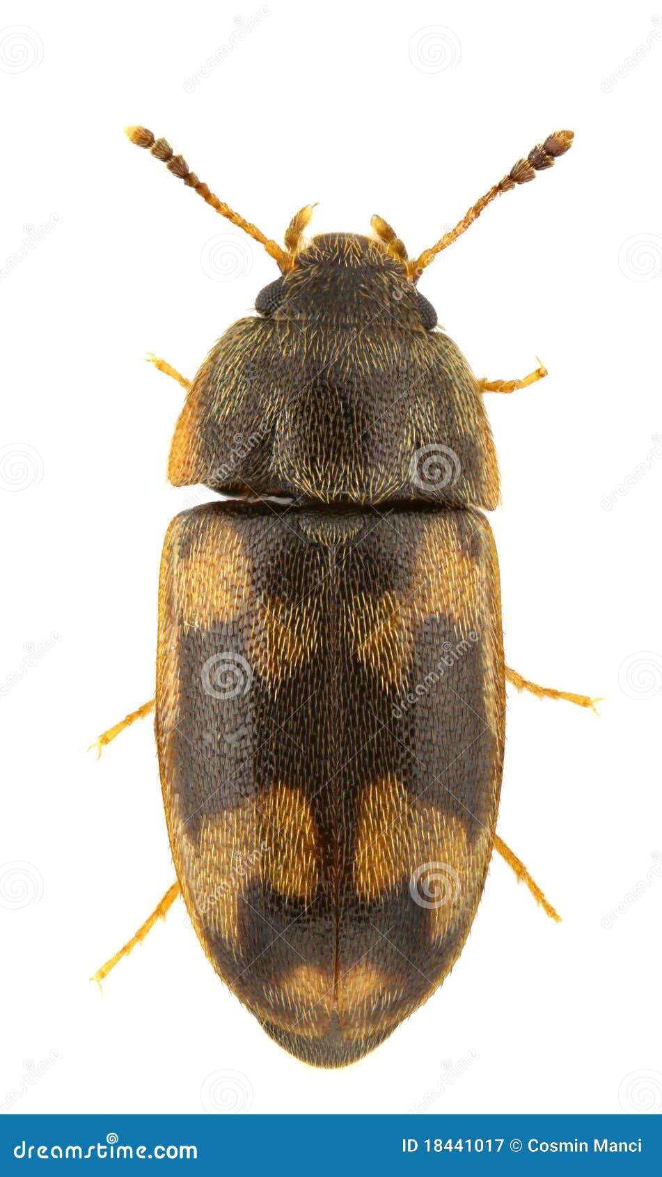 litargus-connexus-stock-image-image-of-beetles-nature-18441017