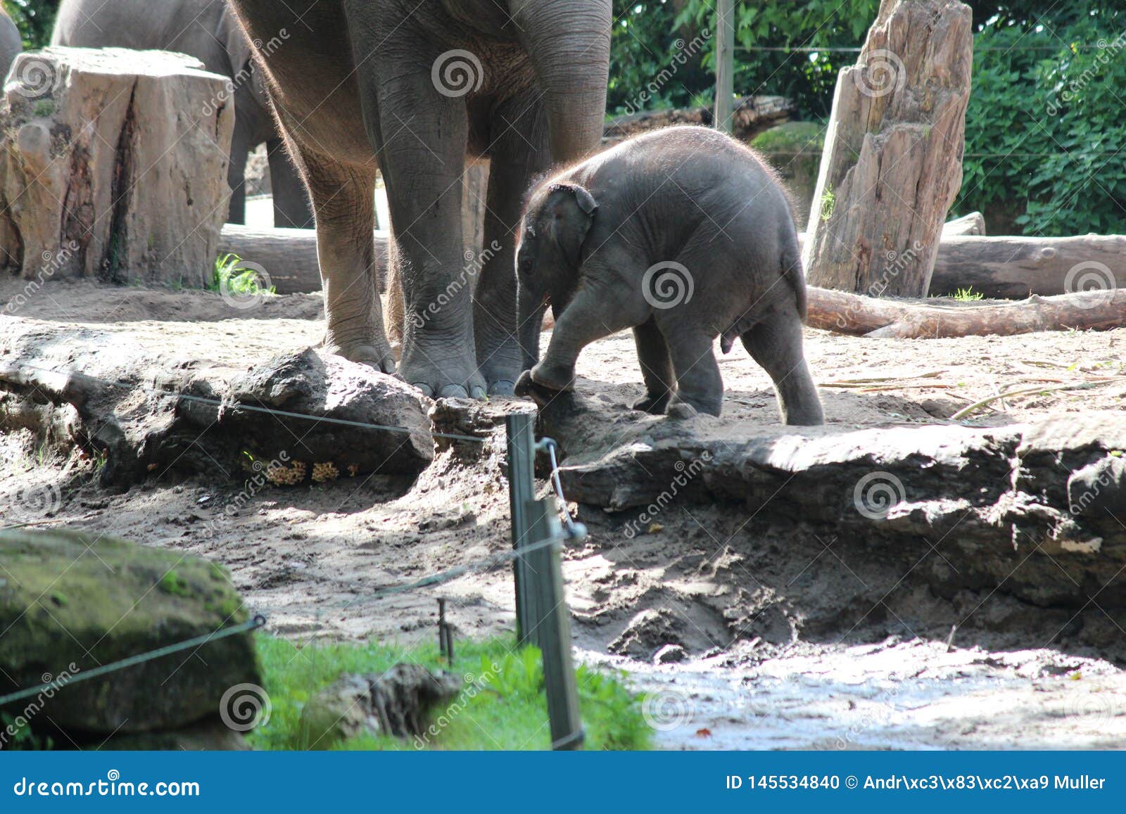 Liten elefant med dess moder utanför i den Blijdorp zoo i Rotterdam Nederländerna
