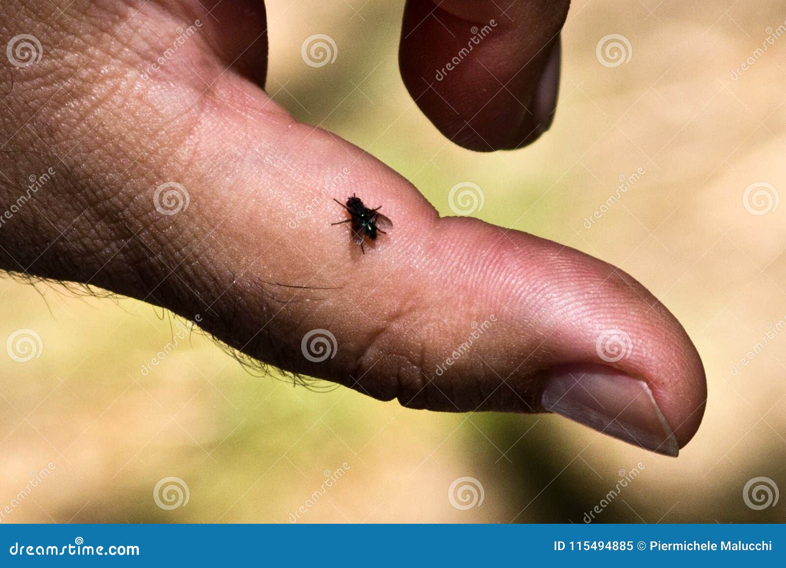 A little fly. Муха на пальце человека. Зонтик с мухой на пальце.