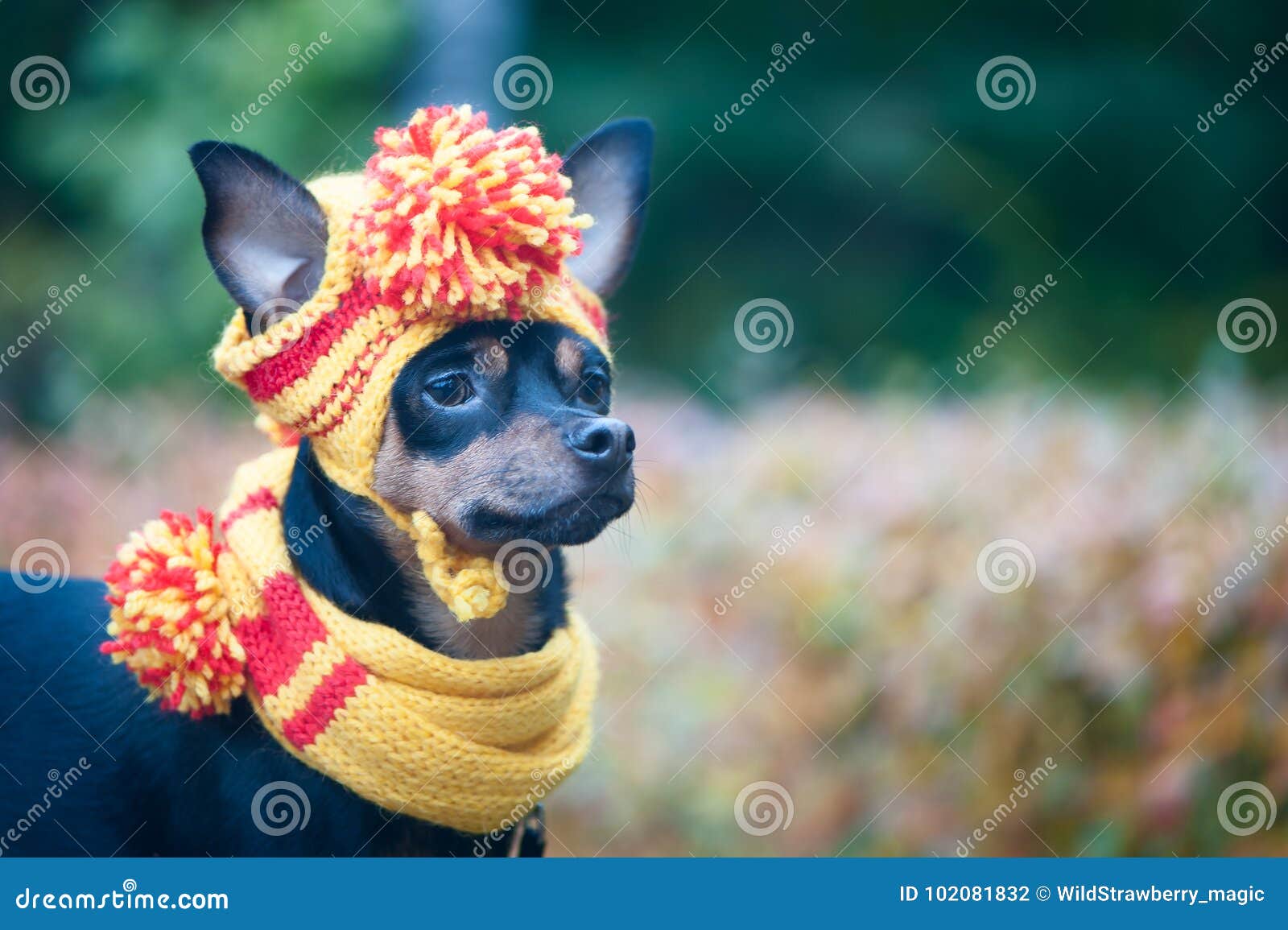 Forældet Korea Engager Liten Hund I En Hösthatt Och Halsduk Rolig Rolig Valp Tema Av Hösten,  Förkylning Arkivfoto - Bild av höst, natur: 102081832