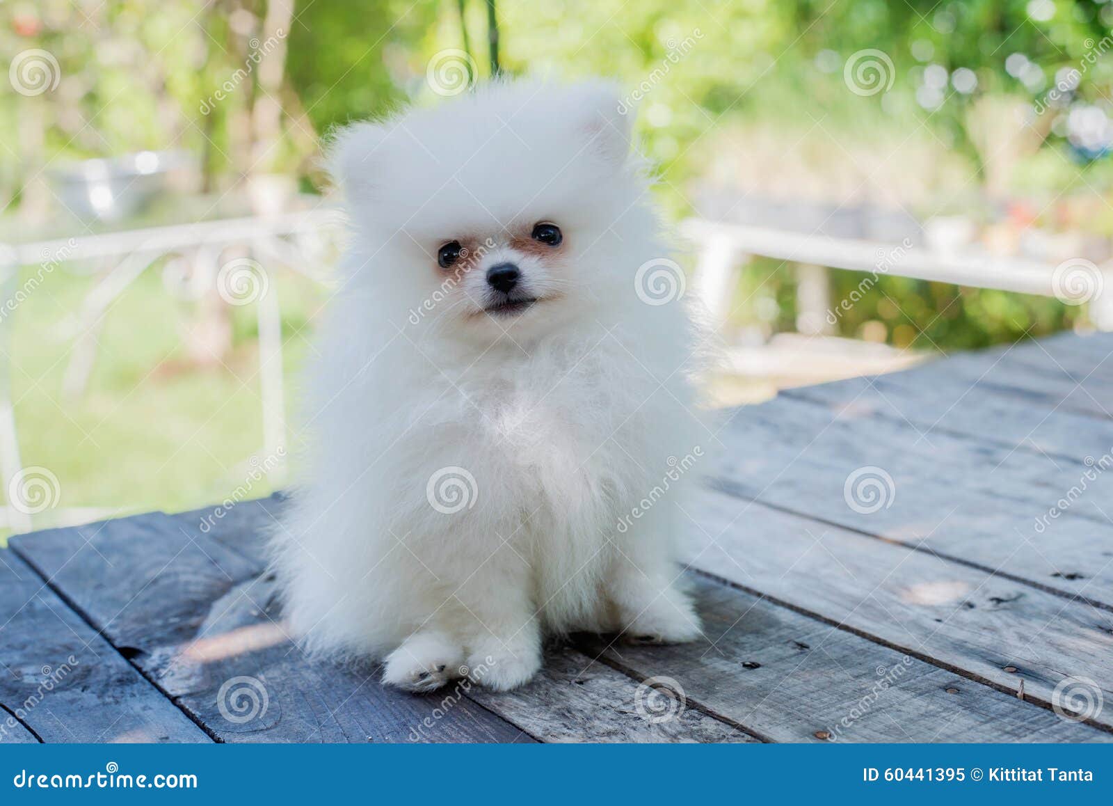Liten vit pomeranian hund fotografering för bildbyråer. Bild av gulligt