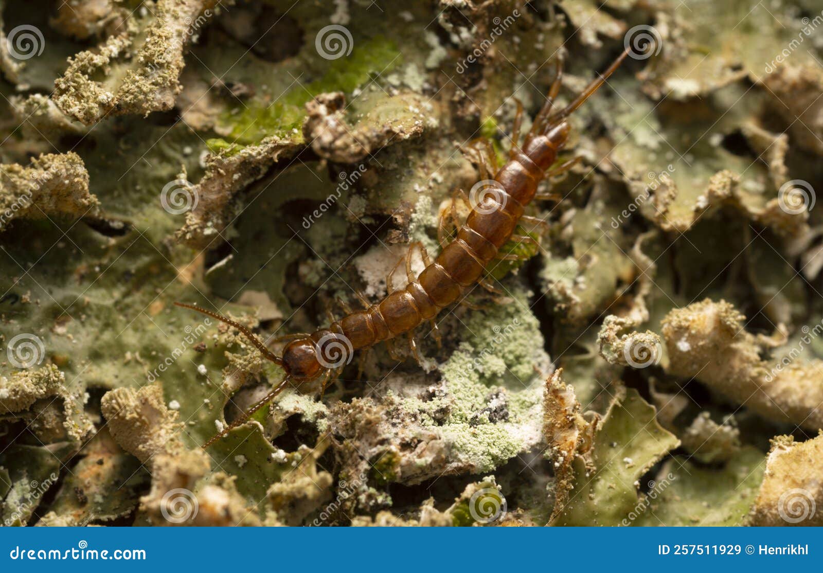 lithobiidae centipede on lichen