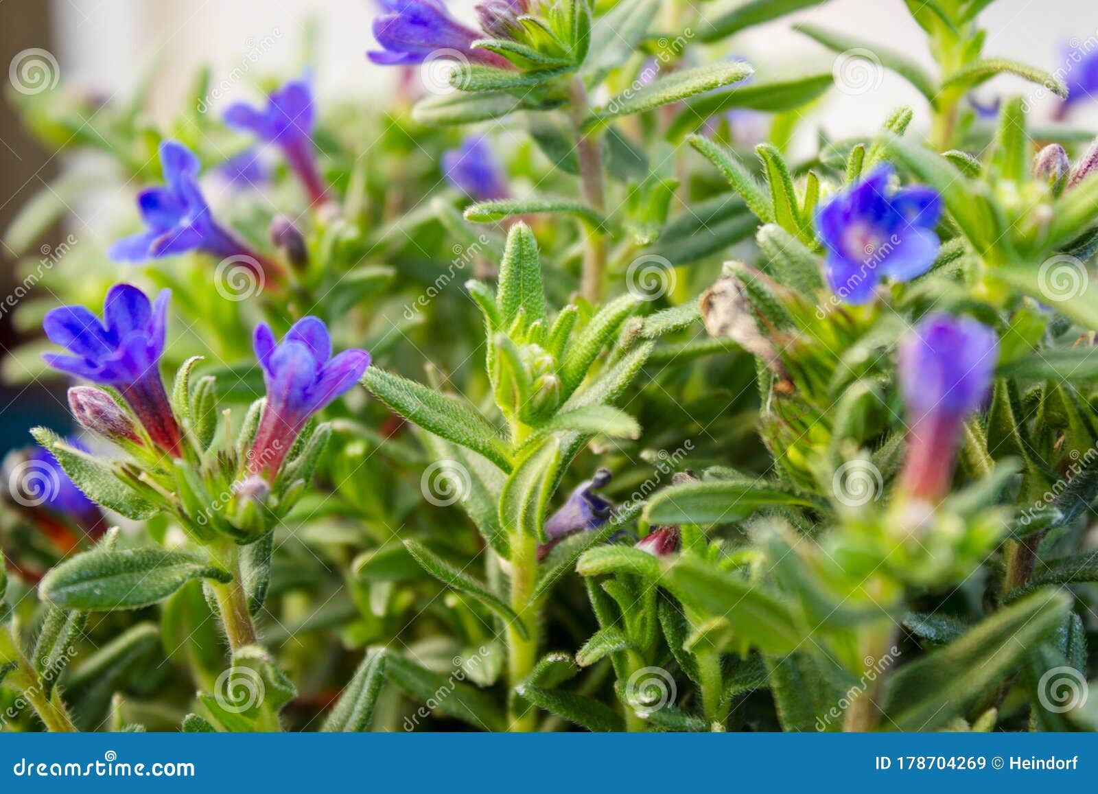 Natrlicher Hintergrund Der Blauen Frhlingsblumen Lithodora
