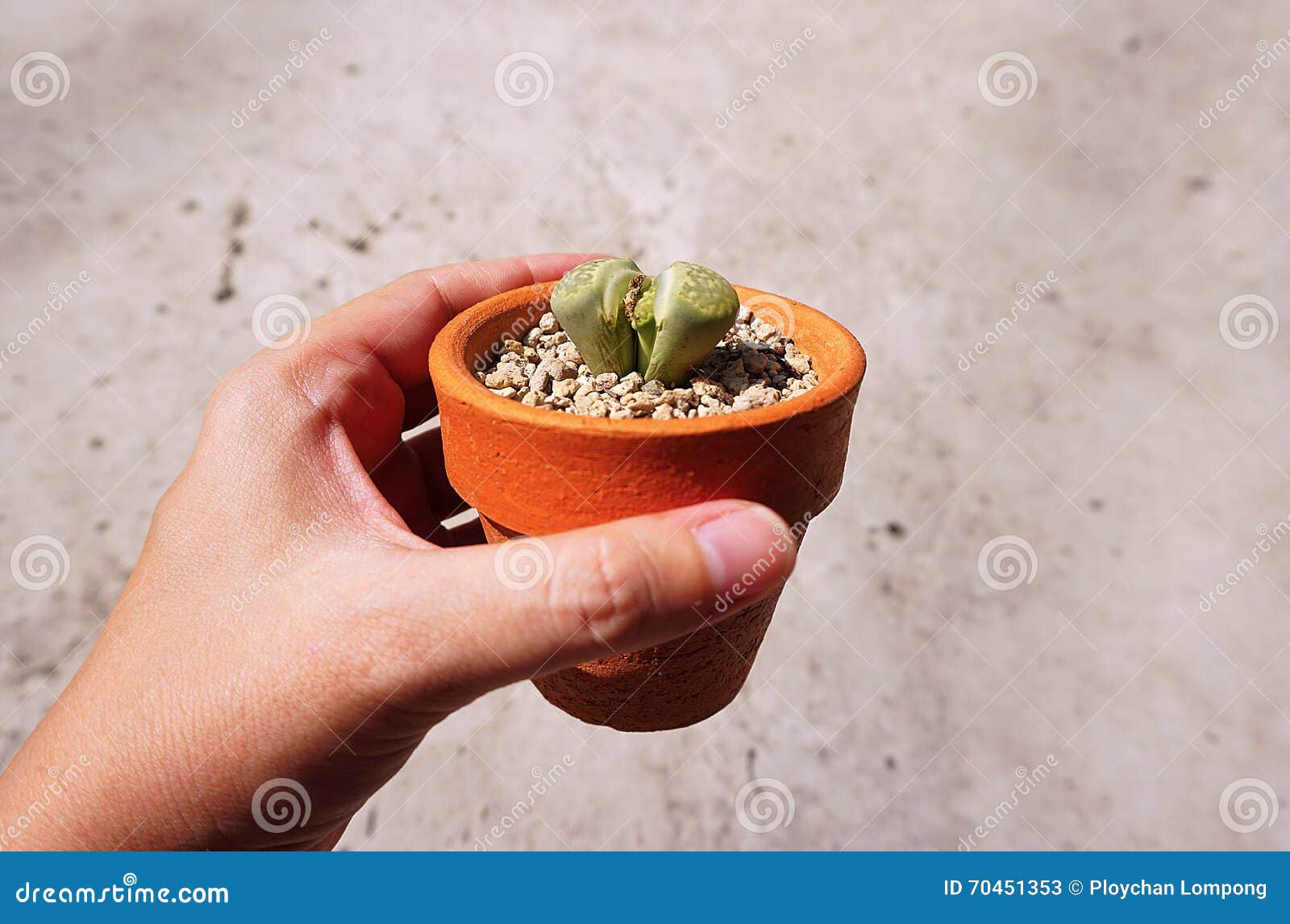 Lithops 在叶子之间的裂痕开始分离的人名发动新的对叶子库存图片 图片包括有庭院 收集