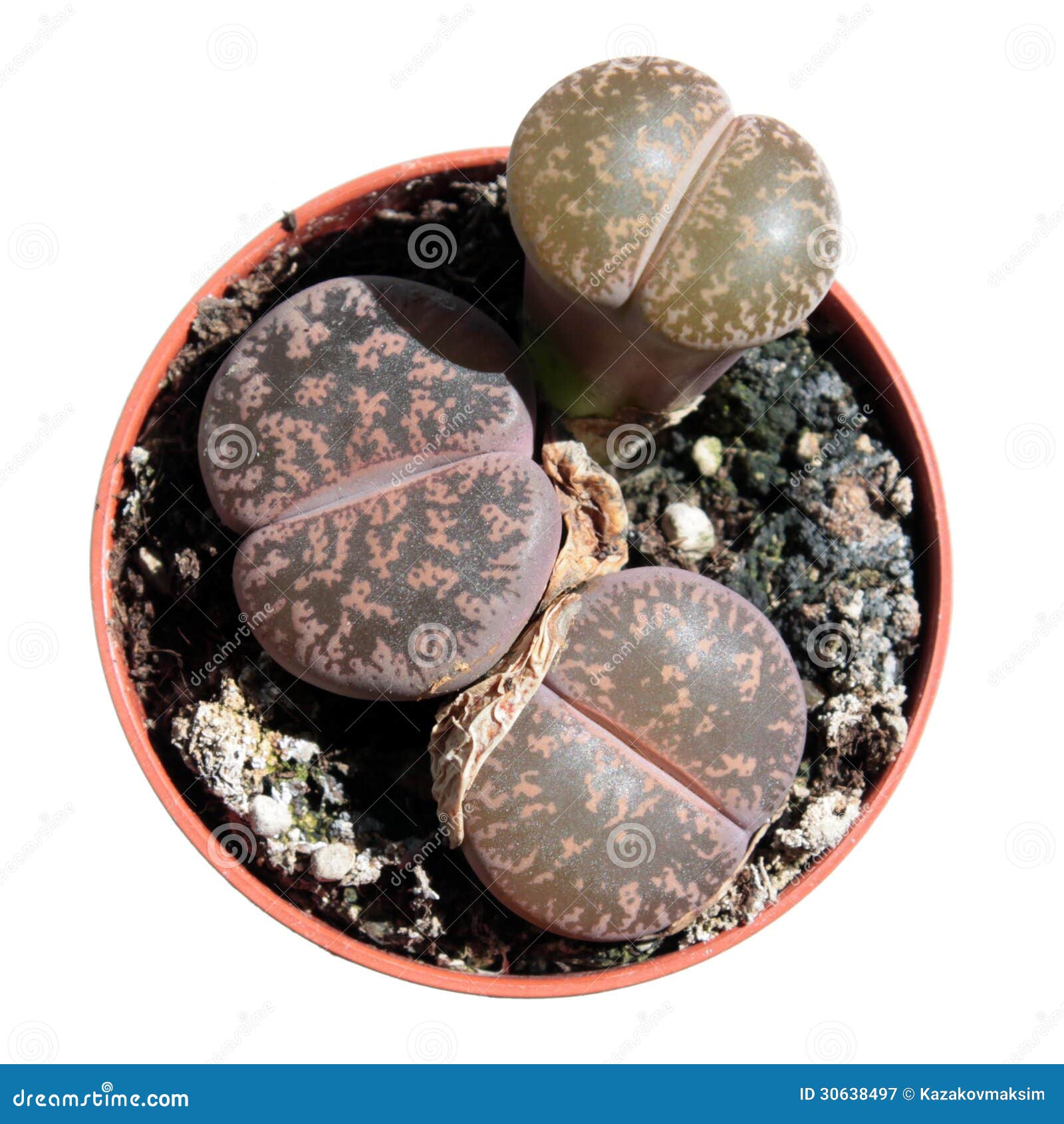Semi Di Lithops Piante Grasse Vere - 400 Semi Di Pietre Viventi Per Balcone, Casa E Giardino - Foto 11