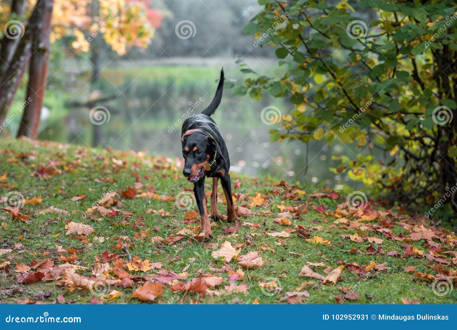 Lithuanian Hound Dog Autumn Leaves In Background Stock Image Image Of Sitting Autumn 102952931