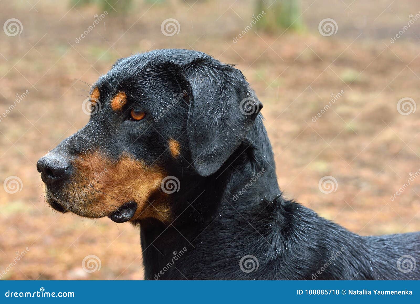 Lithuanian Hound Dog Stock Photo Image Of Head Animal 108885710