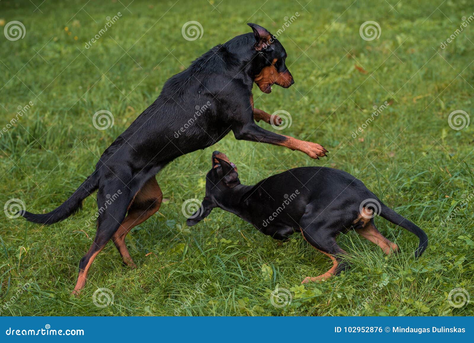 Lithuanian Hound Dogs Playing On The Grass Stock Photo Image Of Animal Hunter 102952876