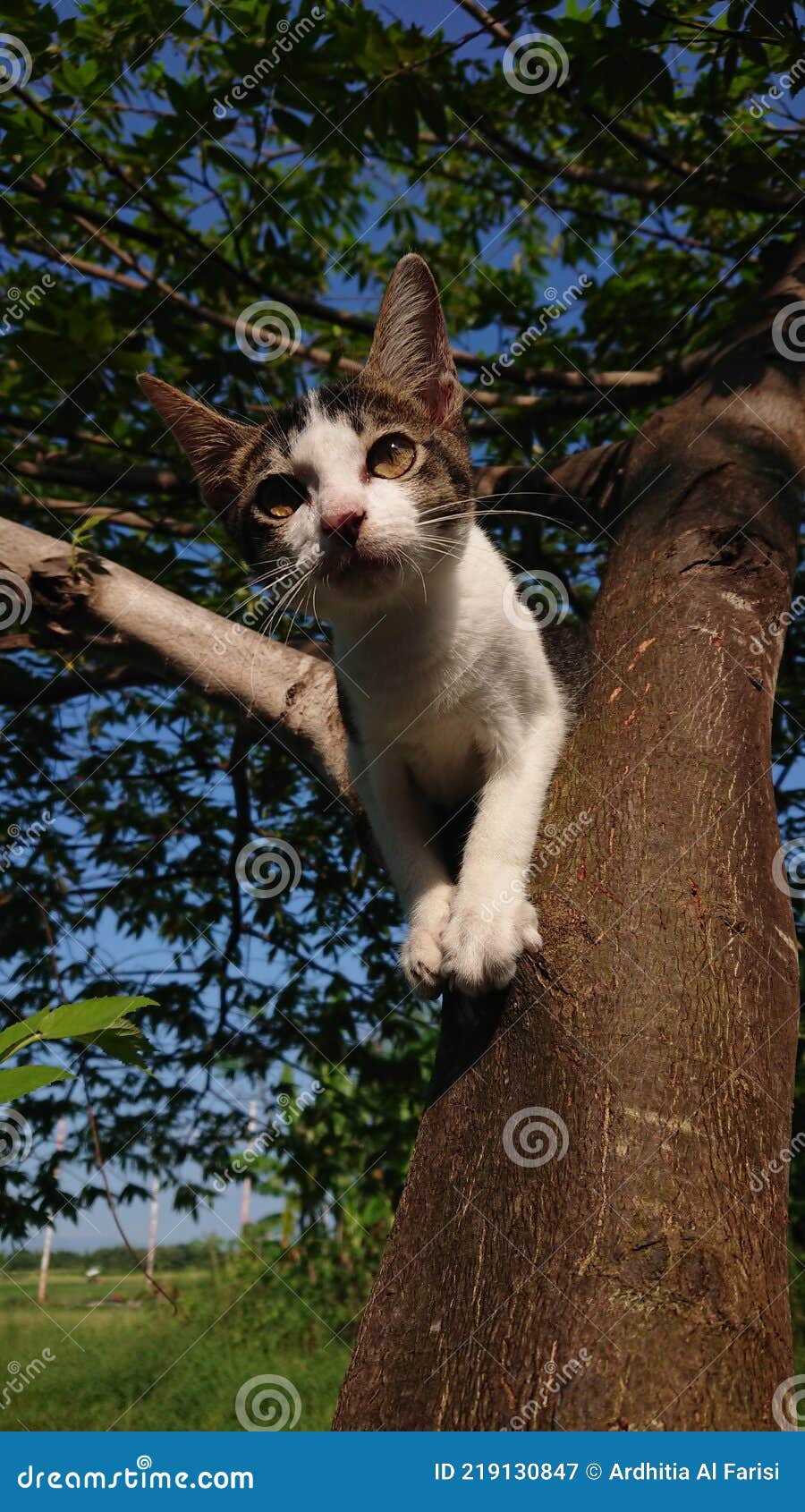 The Litle Cat in Trees stock image. Image of cute, tree 219130847