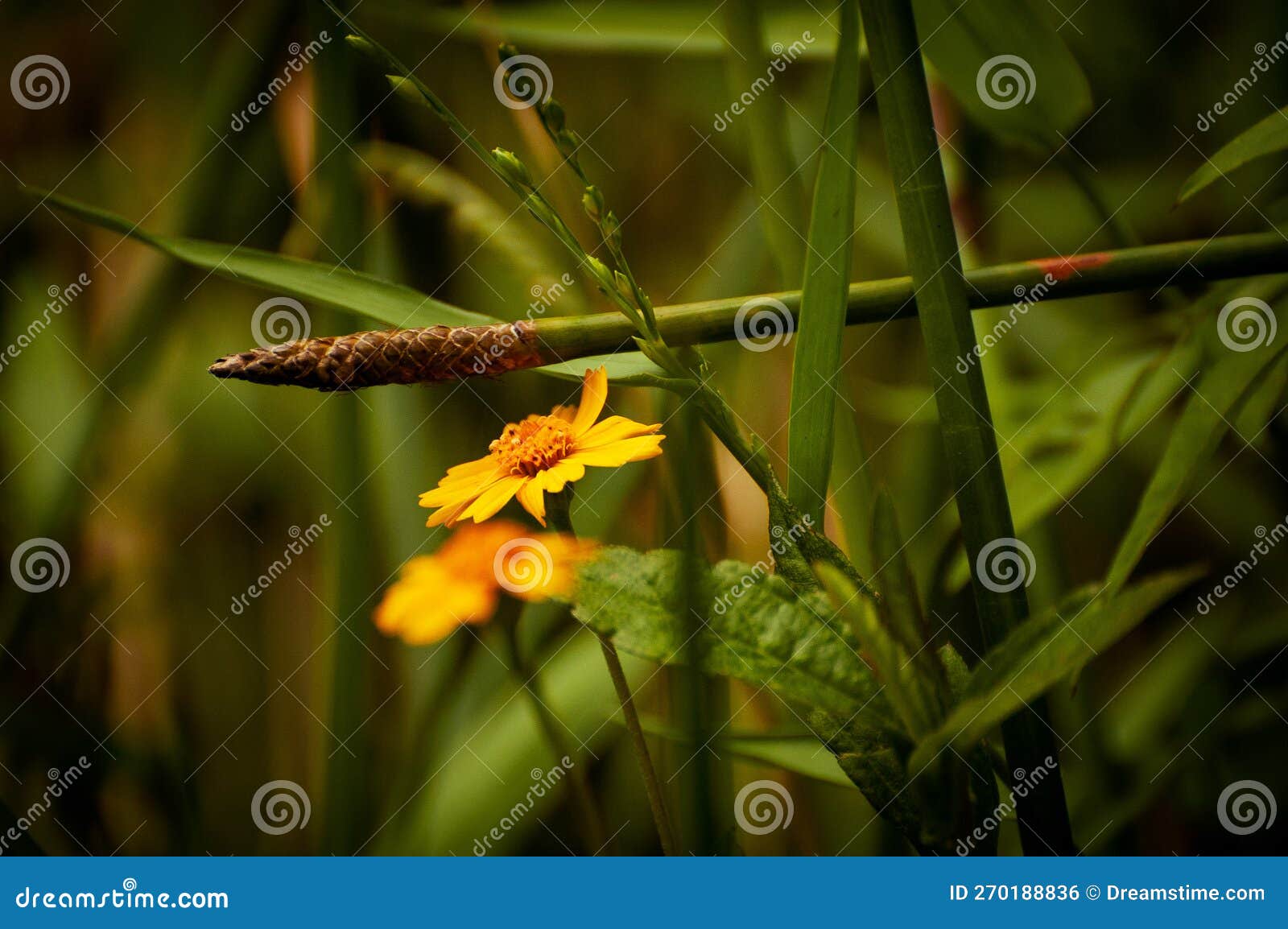 litle yellow flower 2