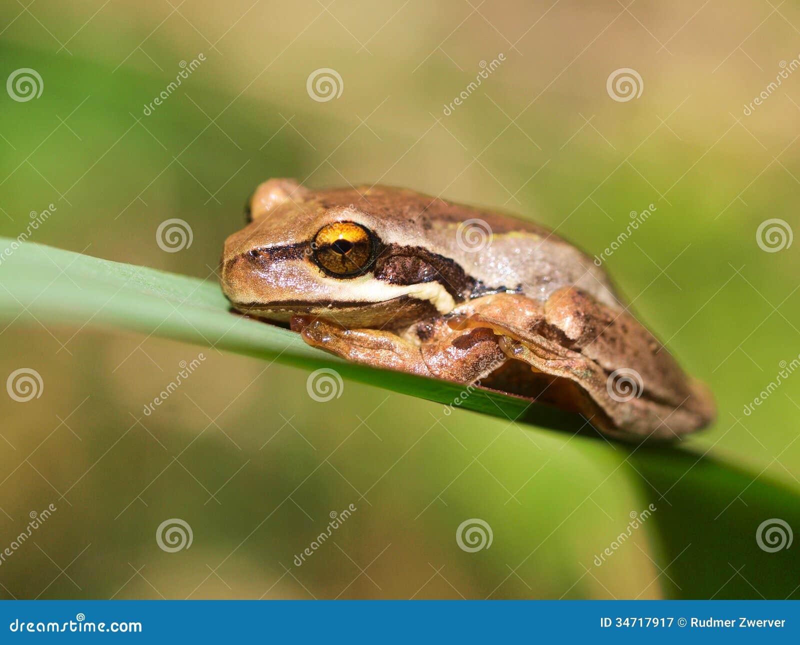 litoria ewingii