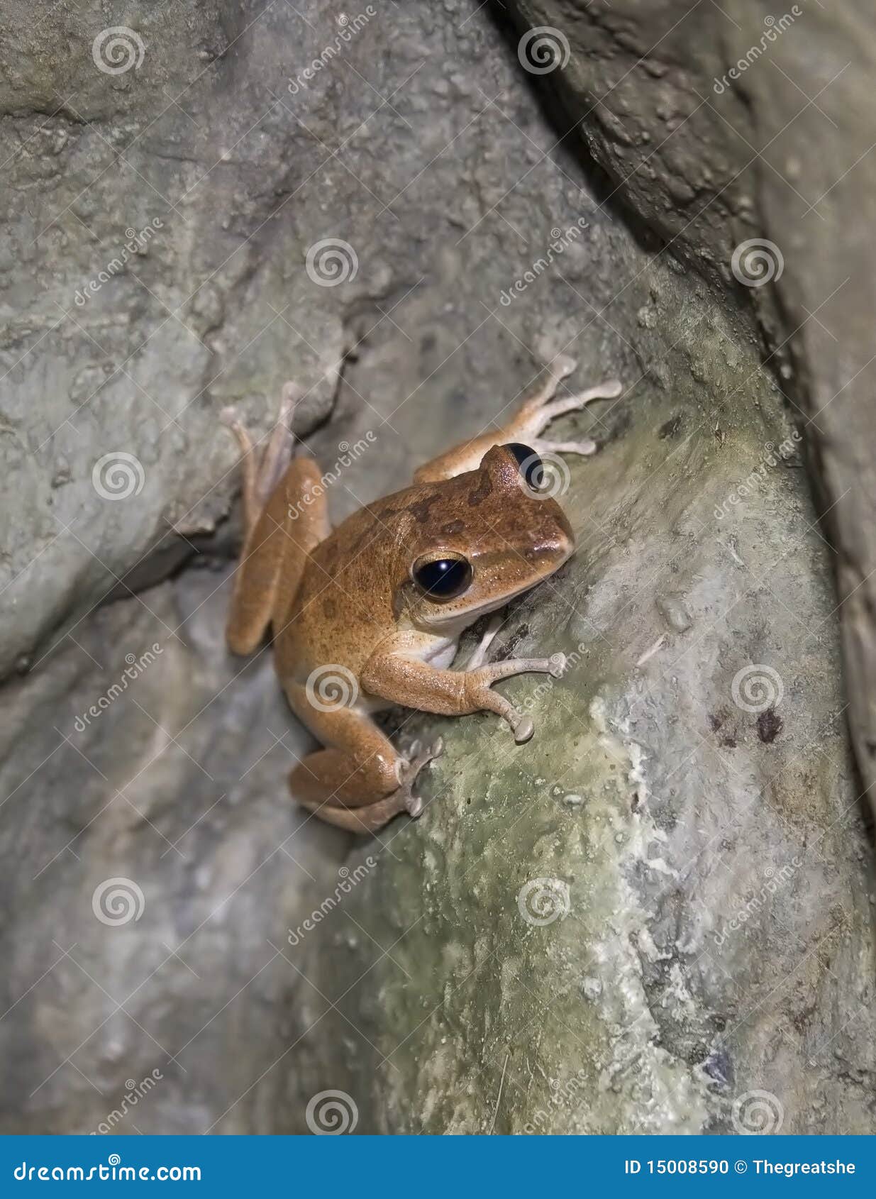 Litte Brown Frog Climbing Stone Rock Stock Photo Image of amphibian