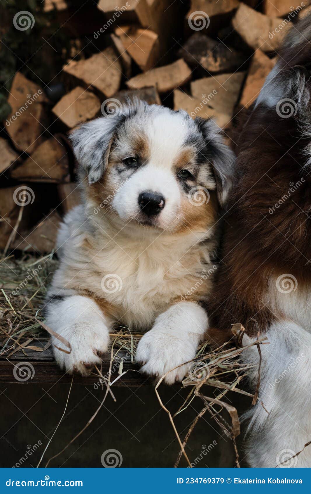 aussie puppies