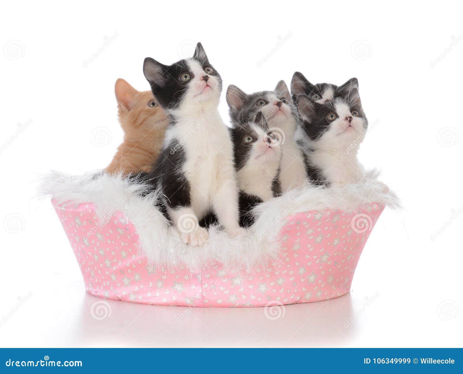 Litter of Five Kittens in a Bed Stock Image Image of cute, feline