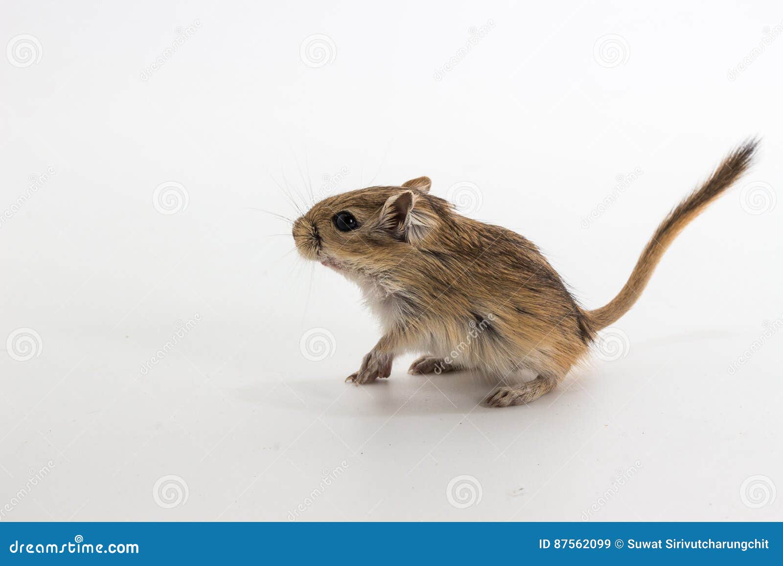 Litter Mongolian Gerbil, Desert Rat Stock Image Image of litter, baby