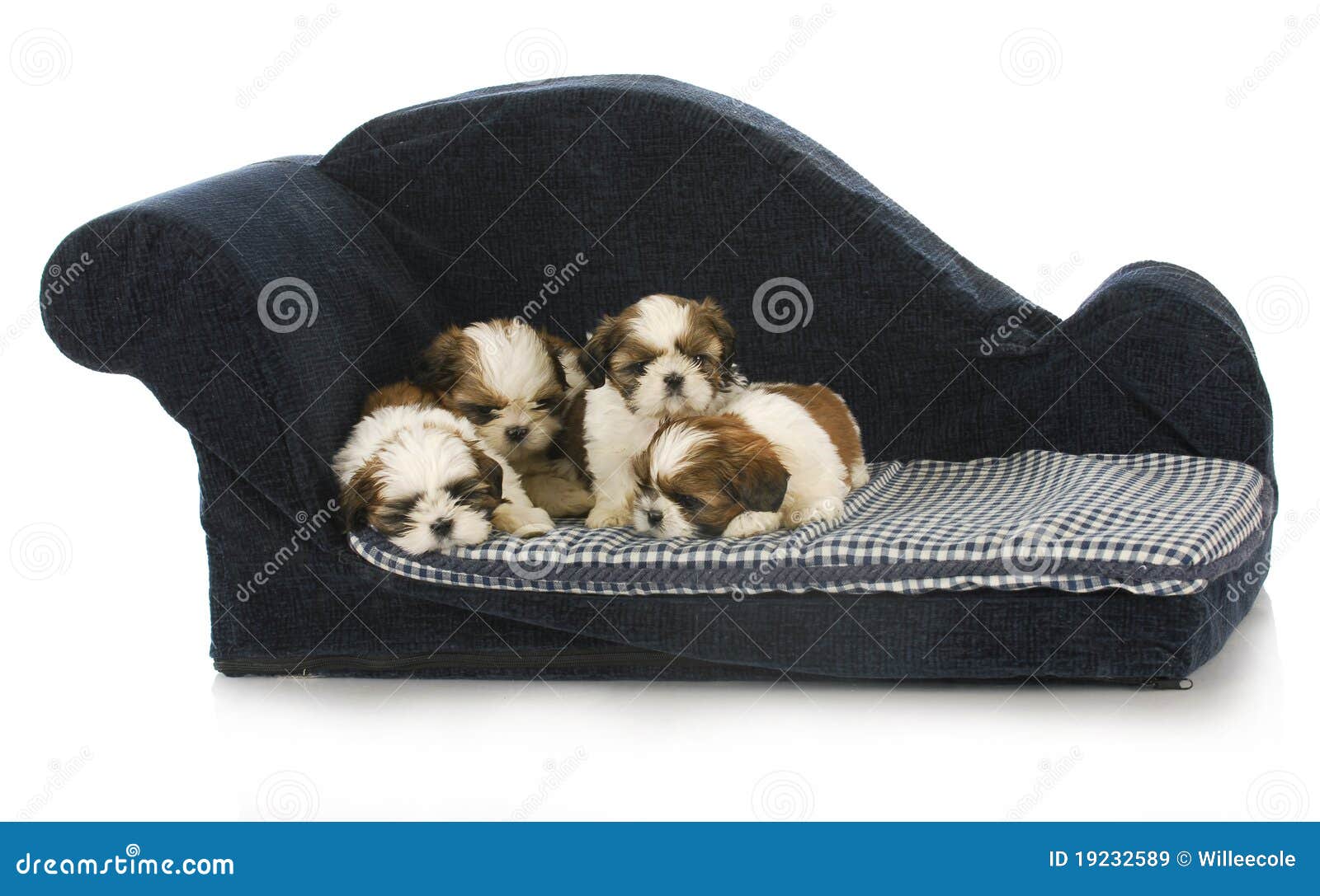 Litter of puppies stock image. Image of litter, puppy 19232589