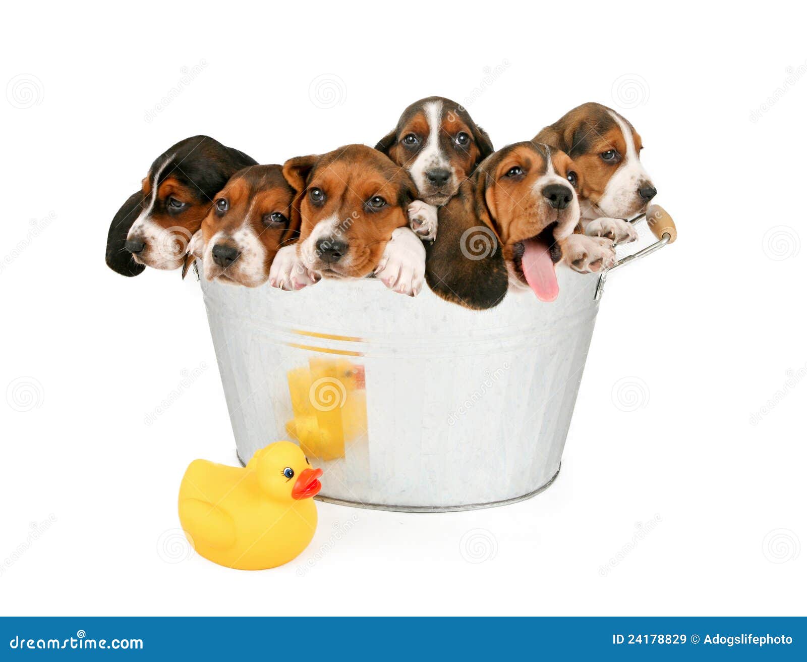 Litter of Puppies in a Bathtub Stock Image Image of full, duckie